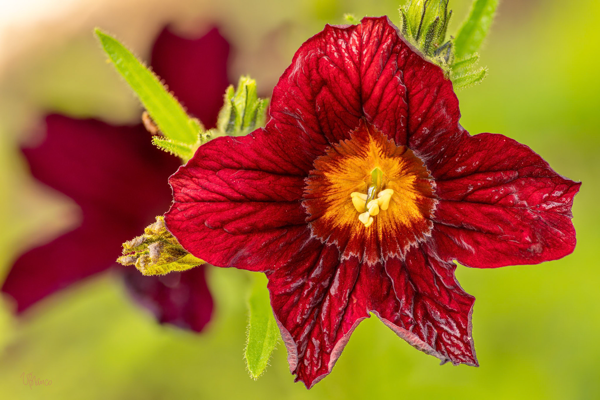 Salpiglossis Star