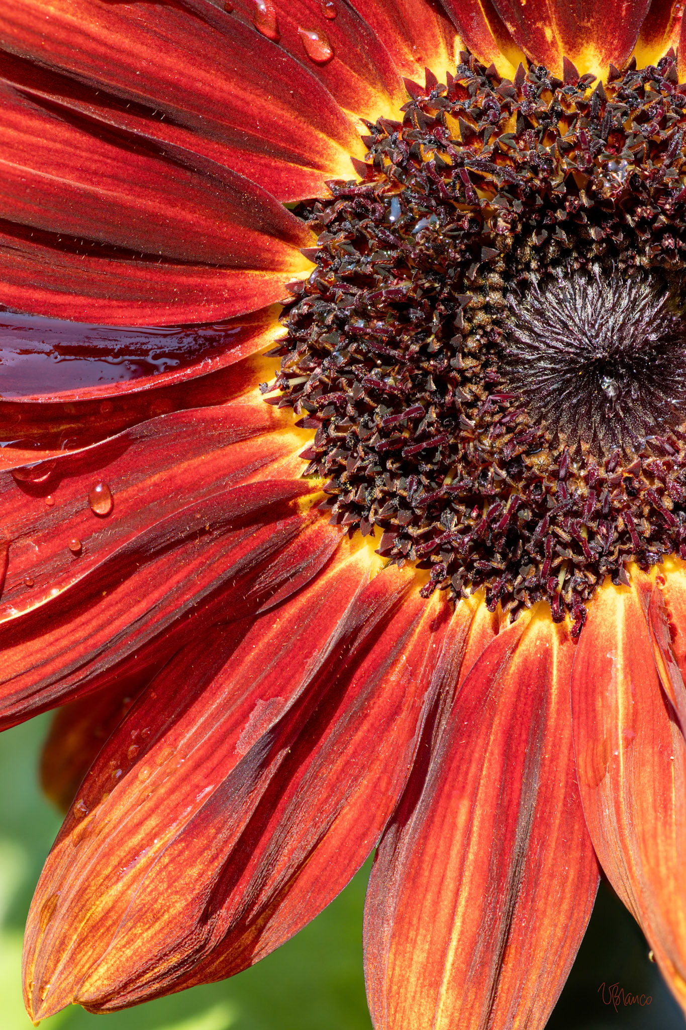 Sunflower Beams