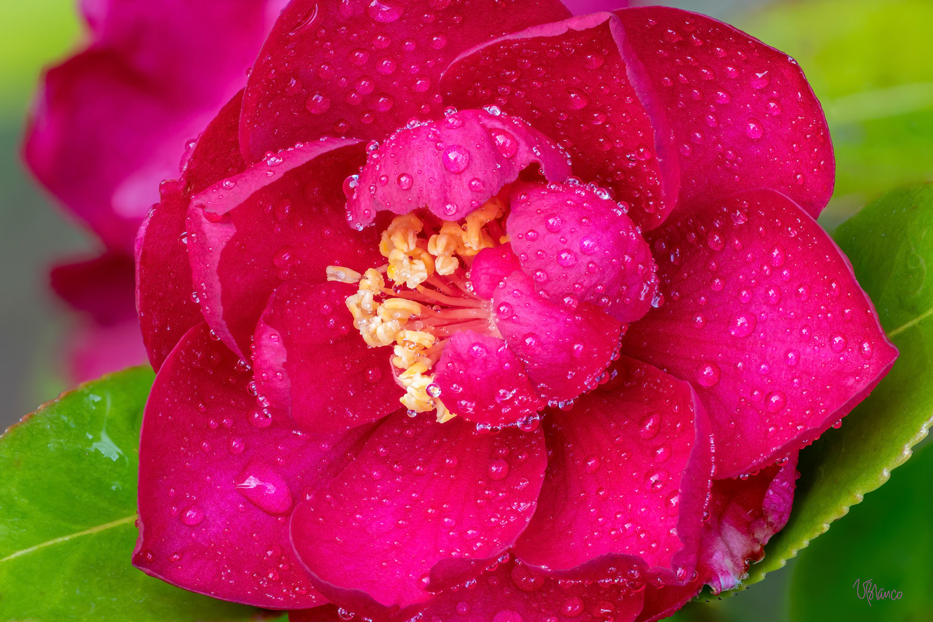 Nancy's Camellia