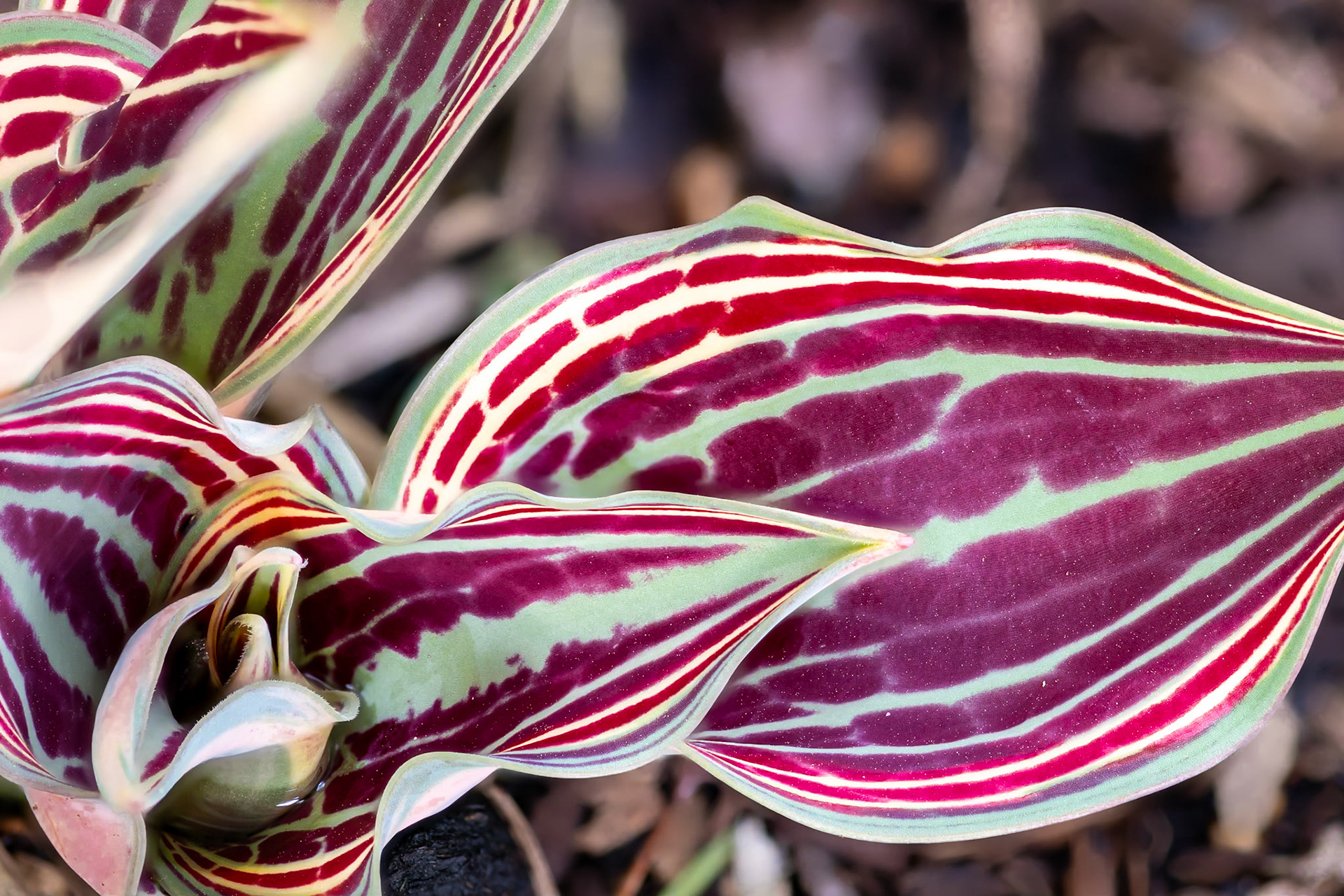 Tulip "Fire of Love" Points the Way