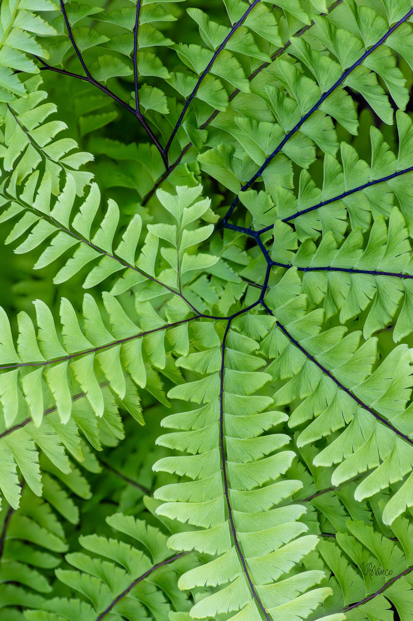 Maidenhair Fern Geometry