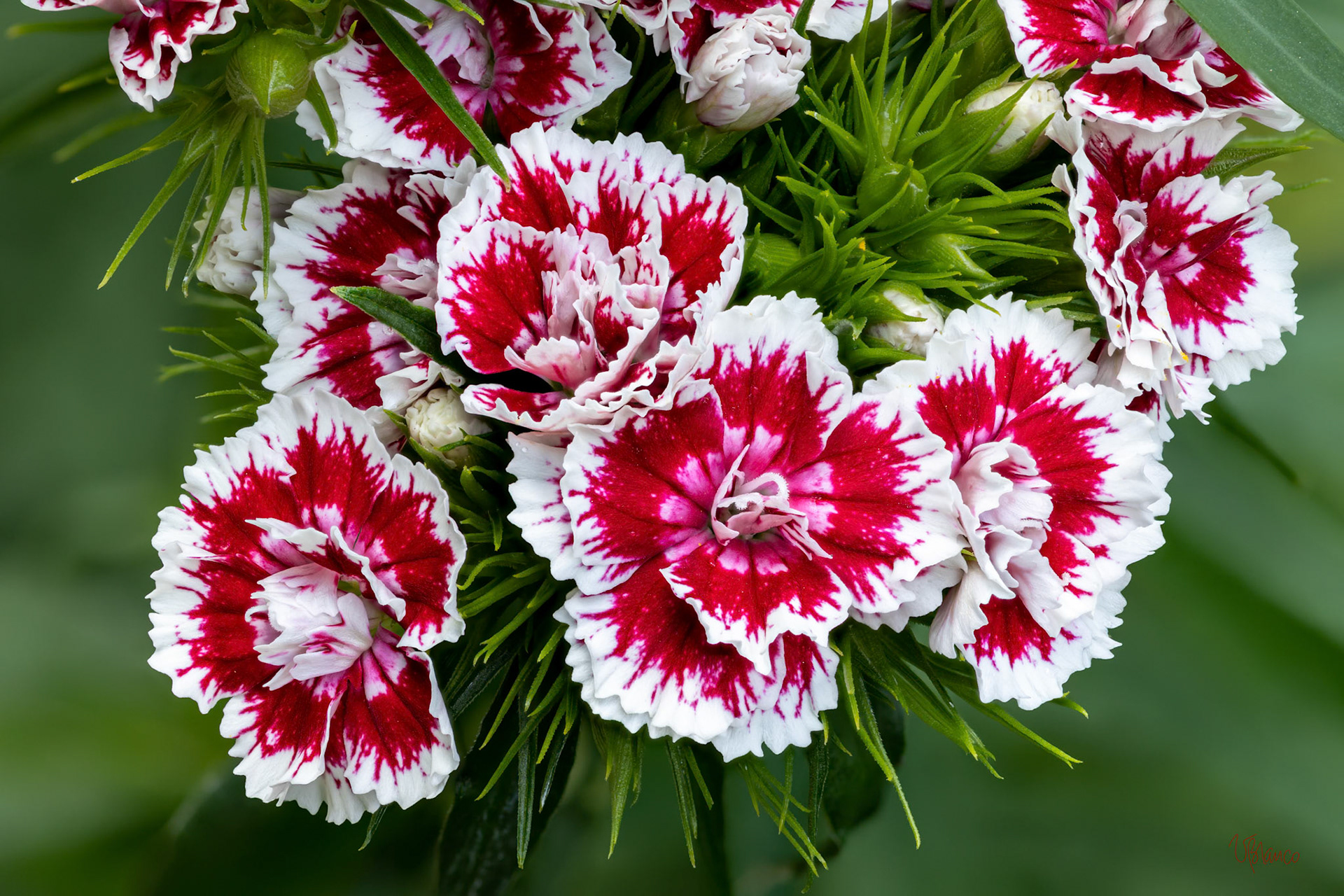 Sweet William Christmas Fest