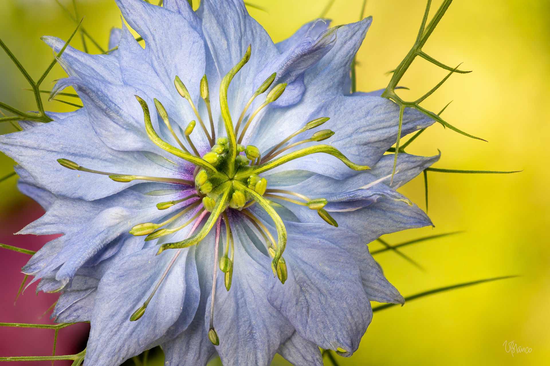 Nigella damascena (Love-in-a-mist)