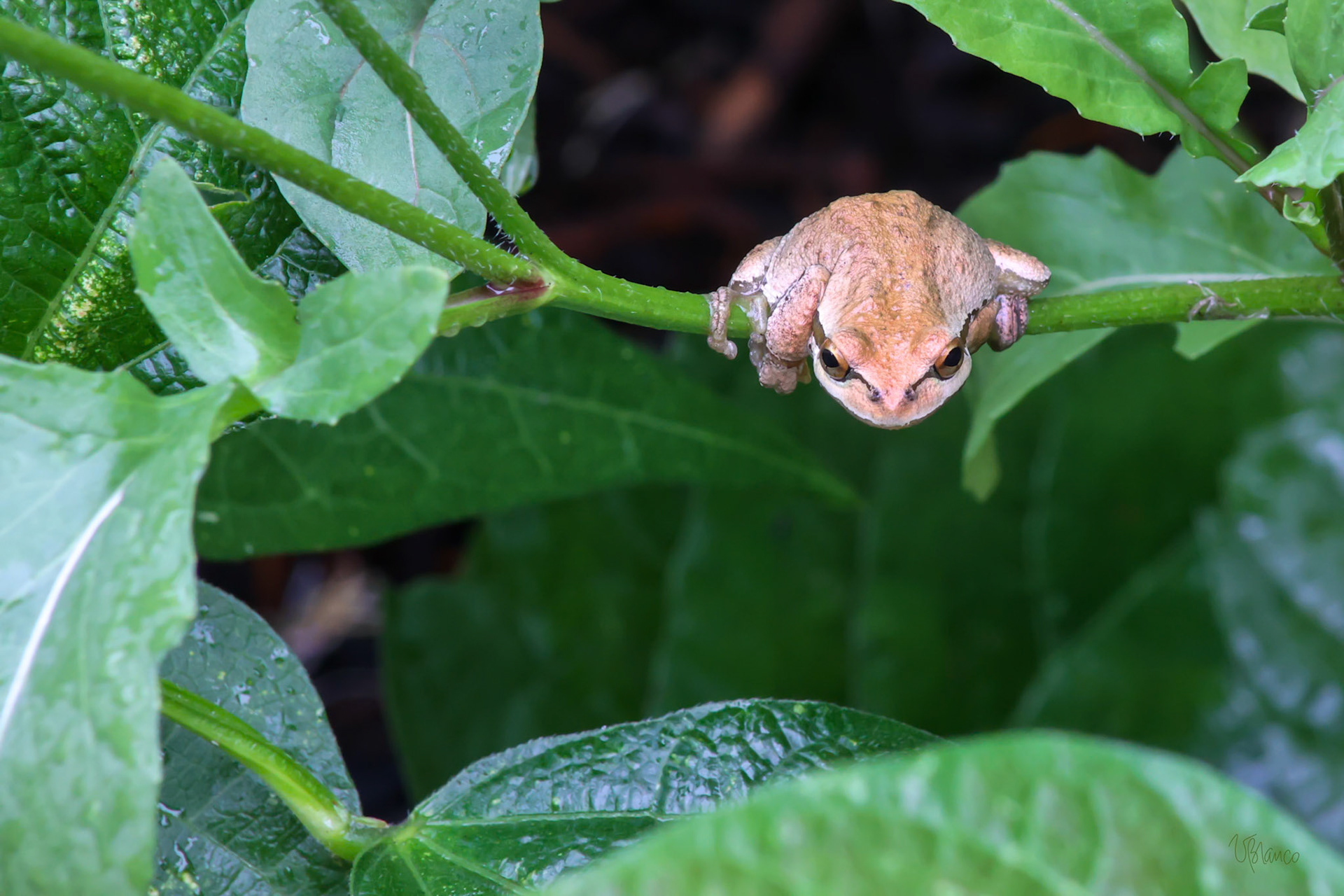 Tree frog on arugula