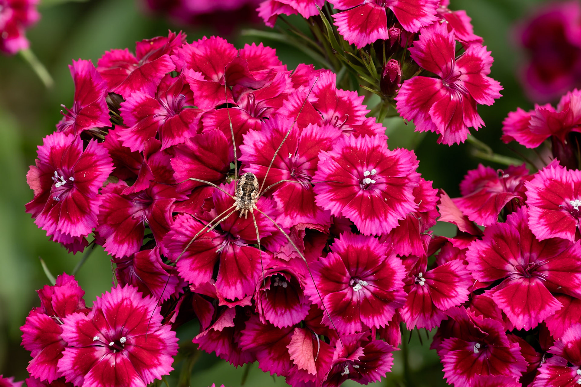 Sweet William and Spider