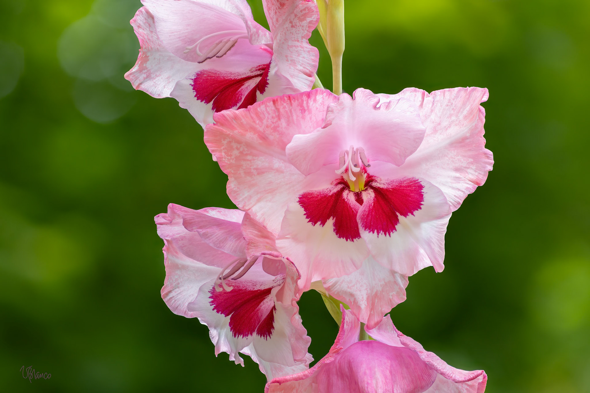 Gladiolus Angels
