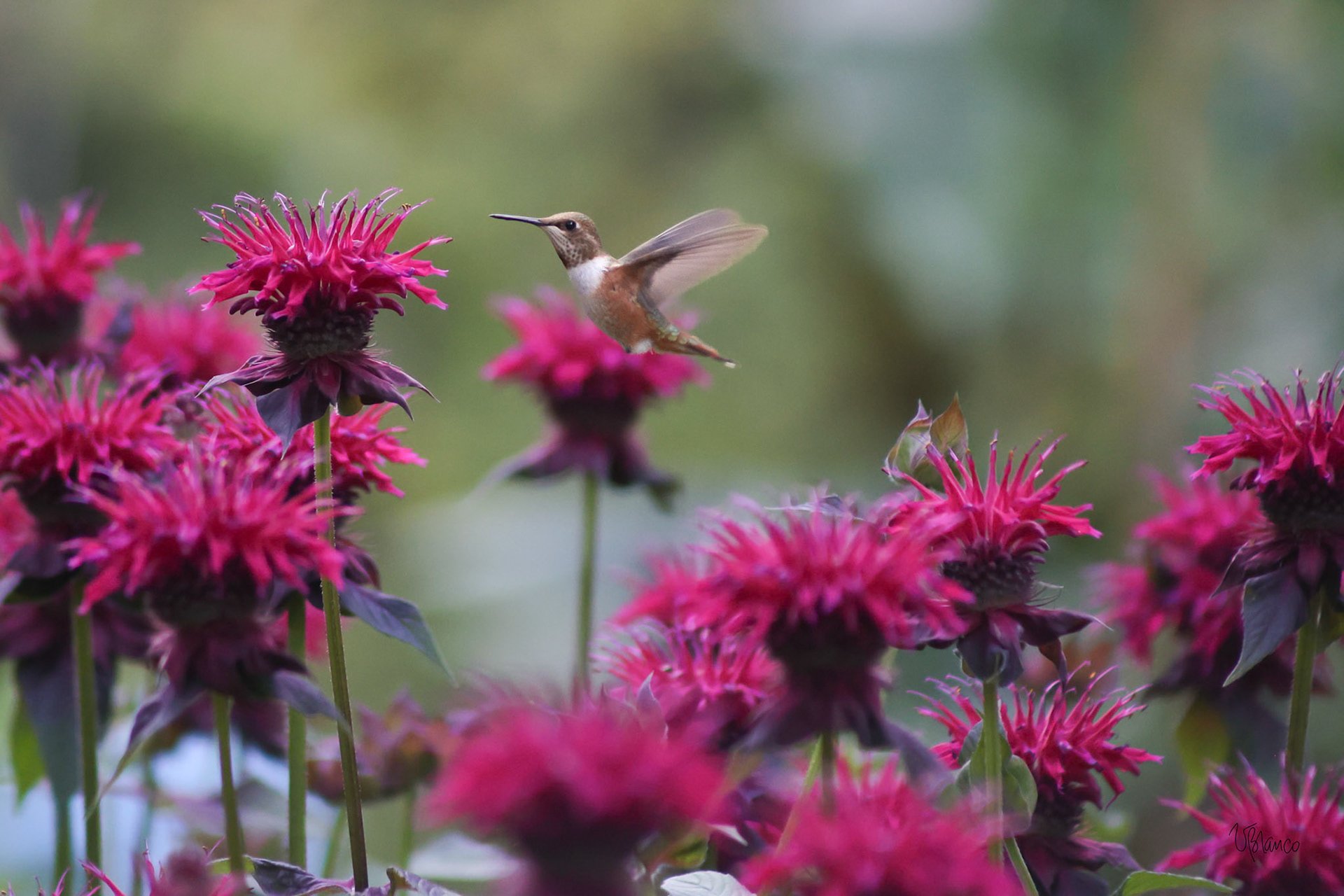 Hummingbird Approaching Bee Balm