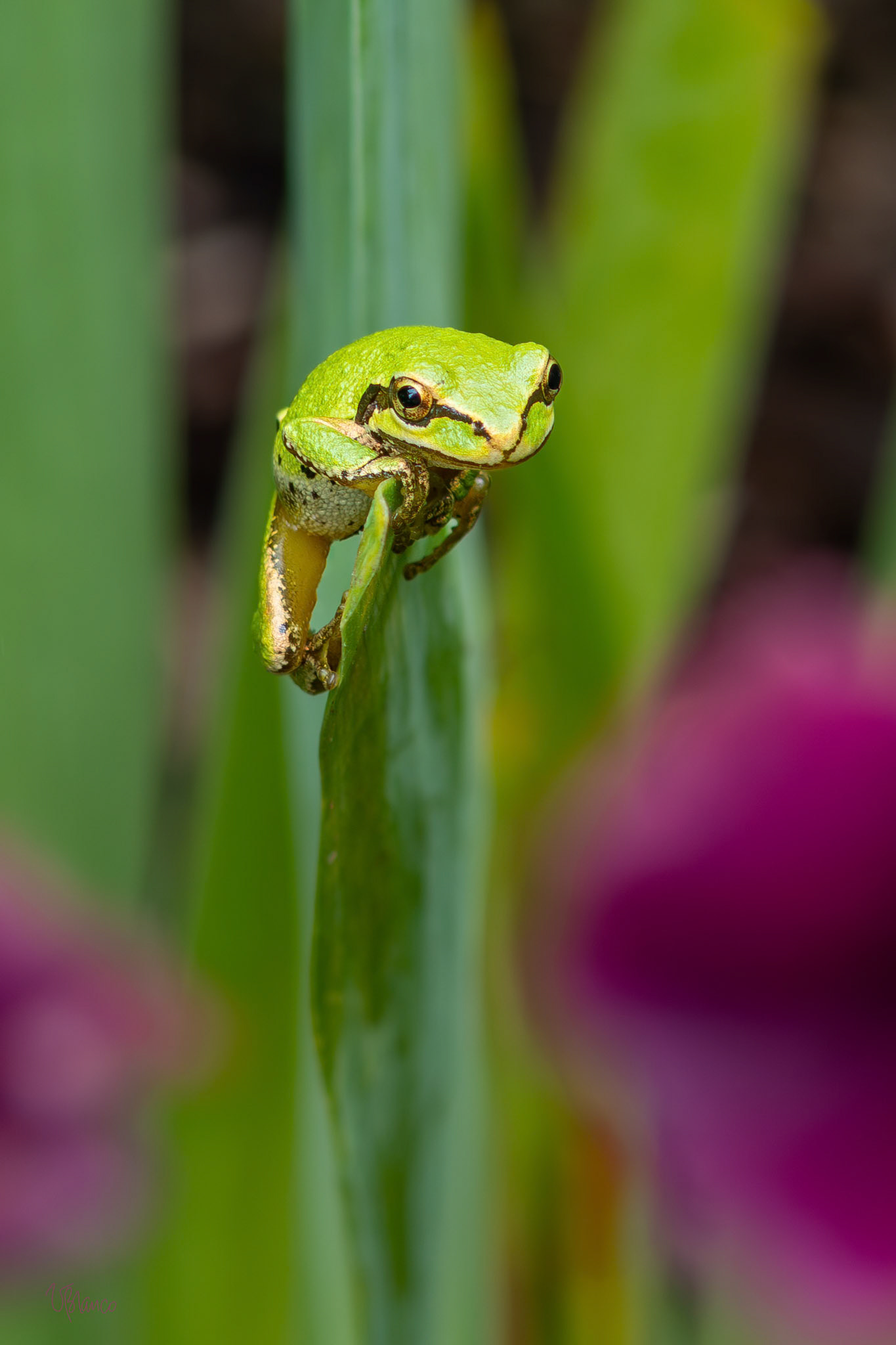 Pacific Tree Frog on Iris leaf
