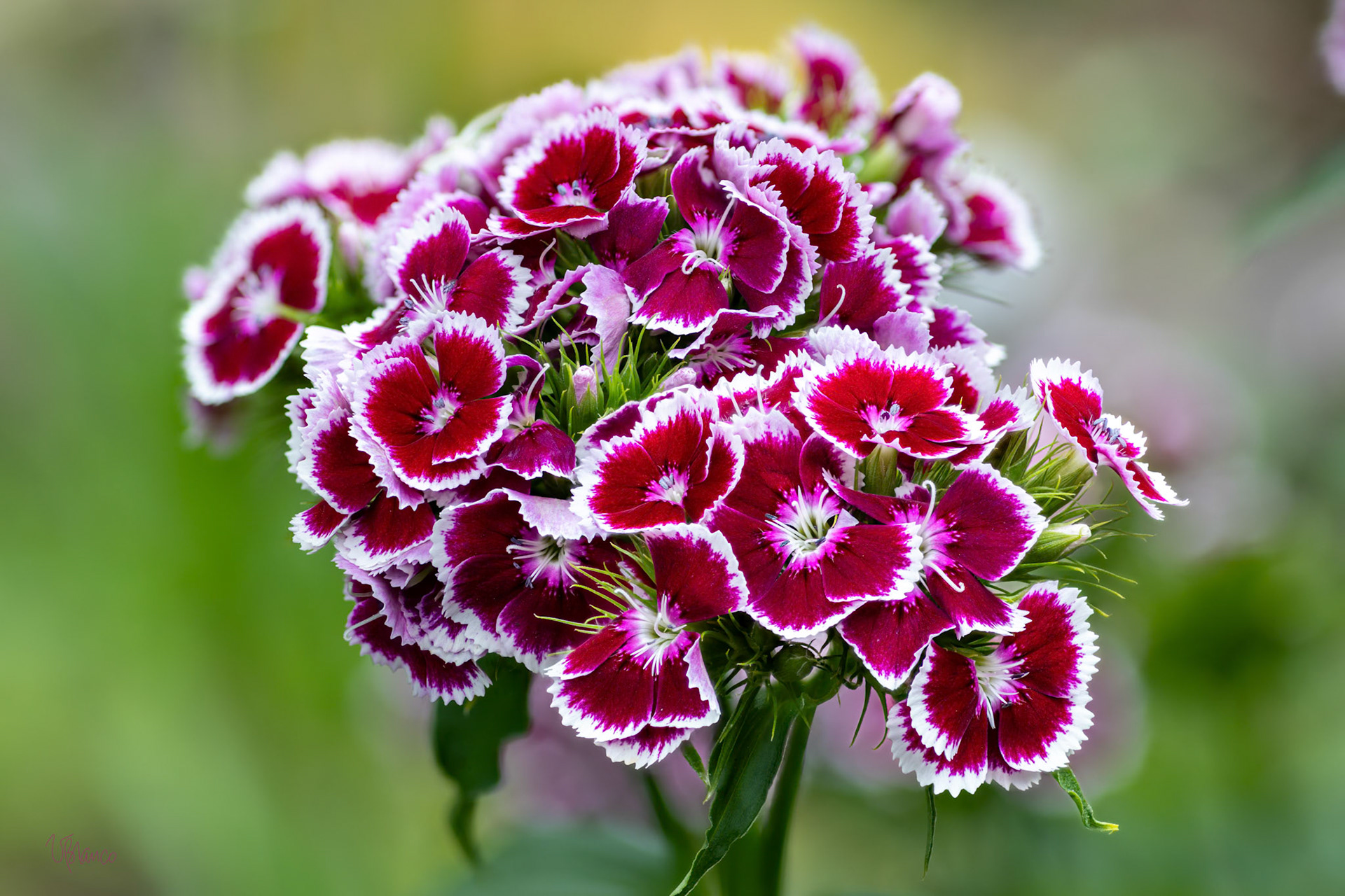 Sweet William Bouquet