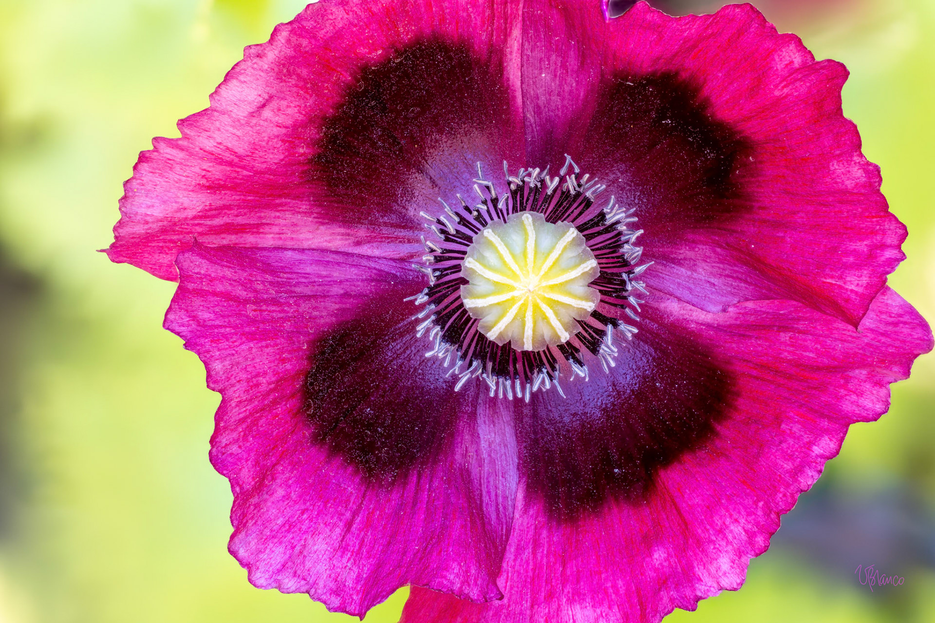 Poppy Pop