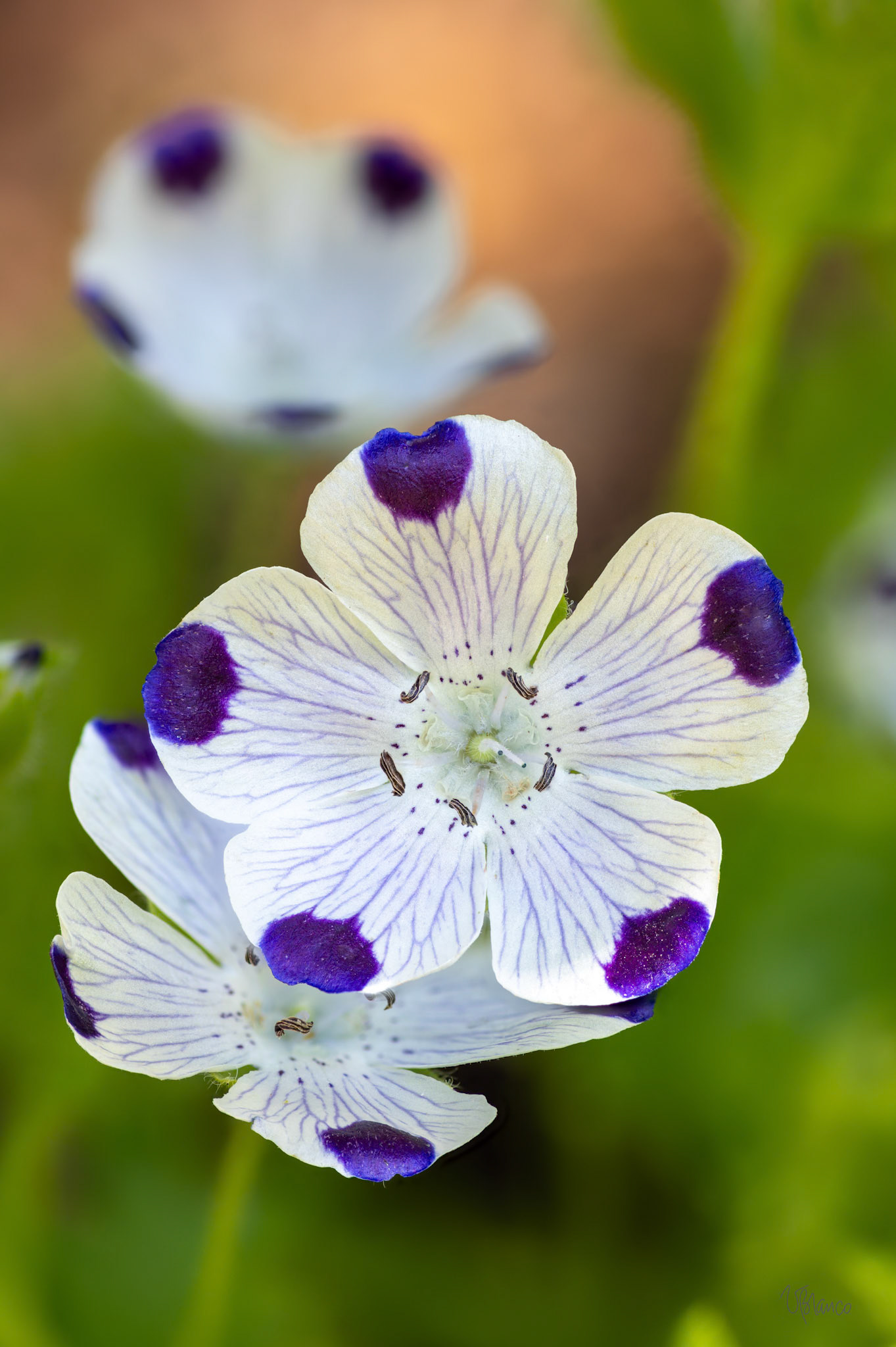 Nemophila (Five Spot)