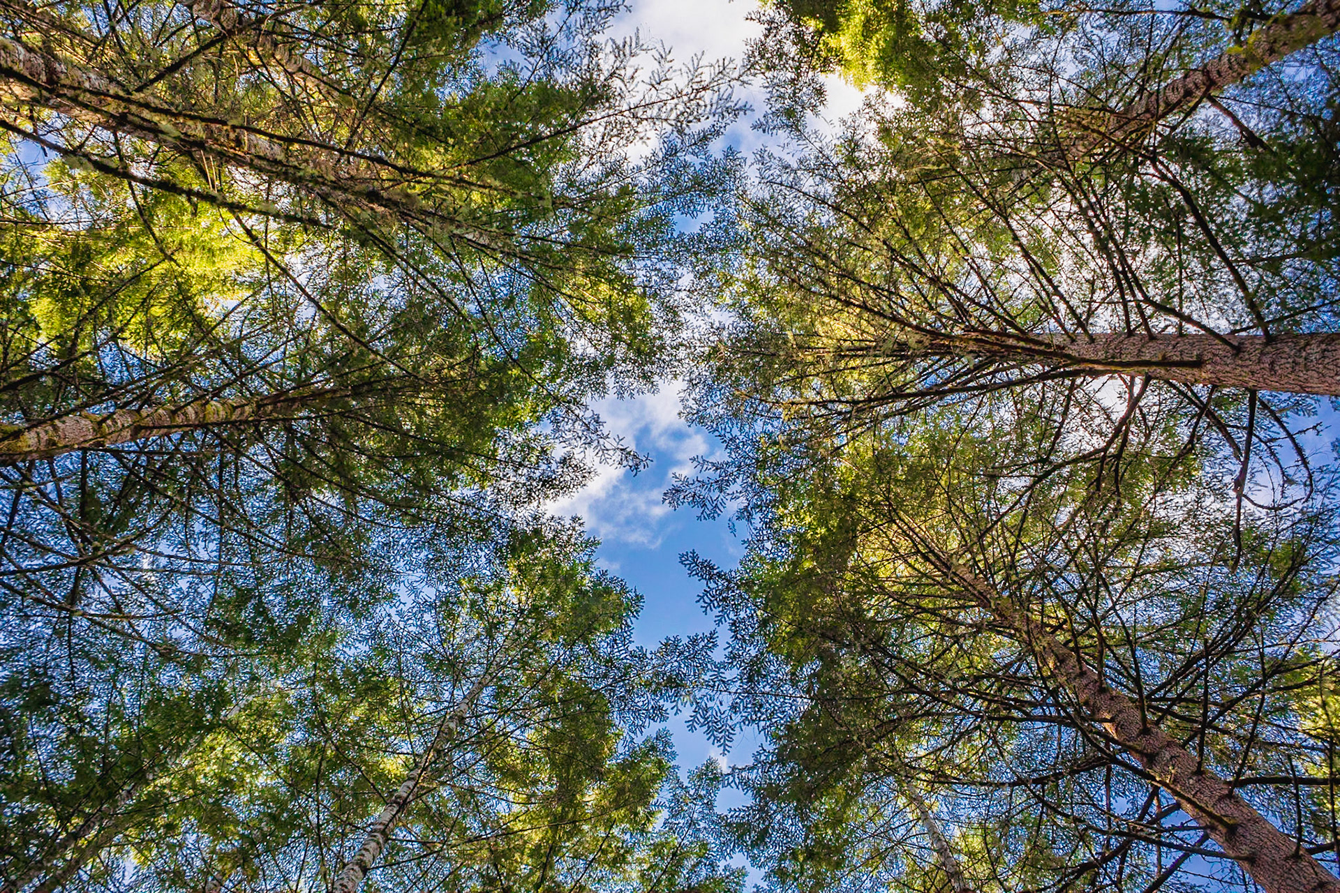 Looking up at the canopy