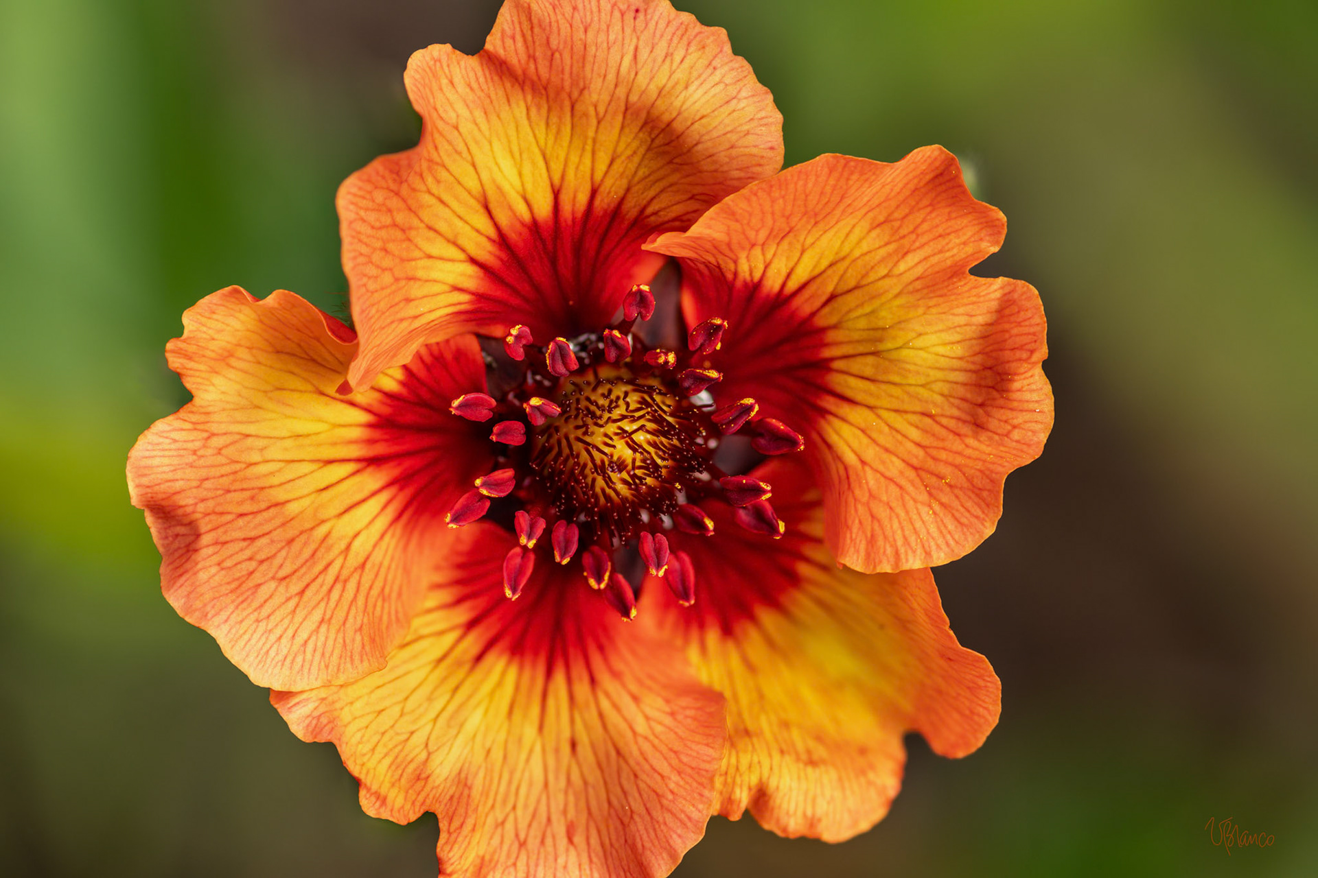 Potentilla nepalensis 'Melton Fire'