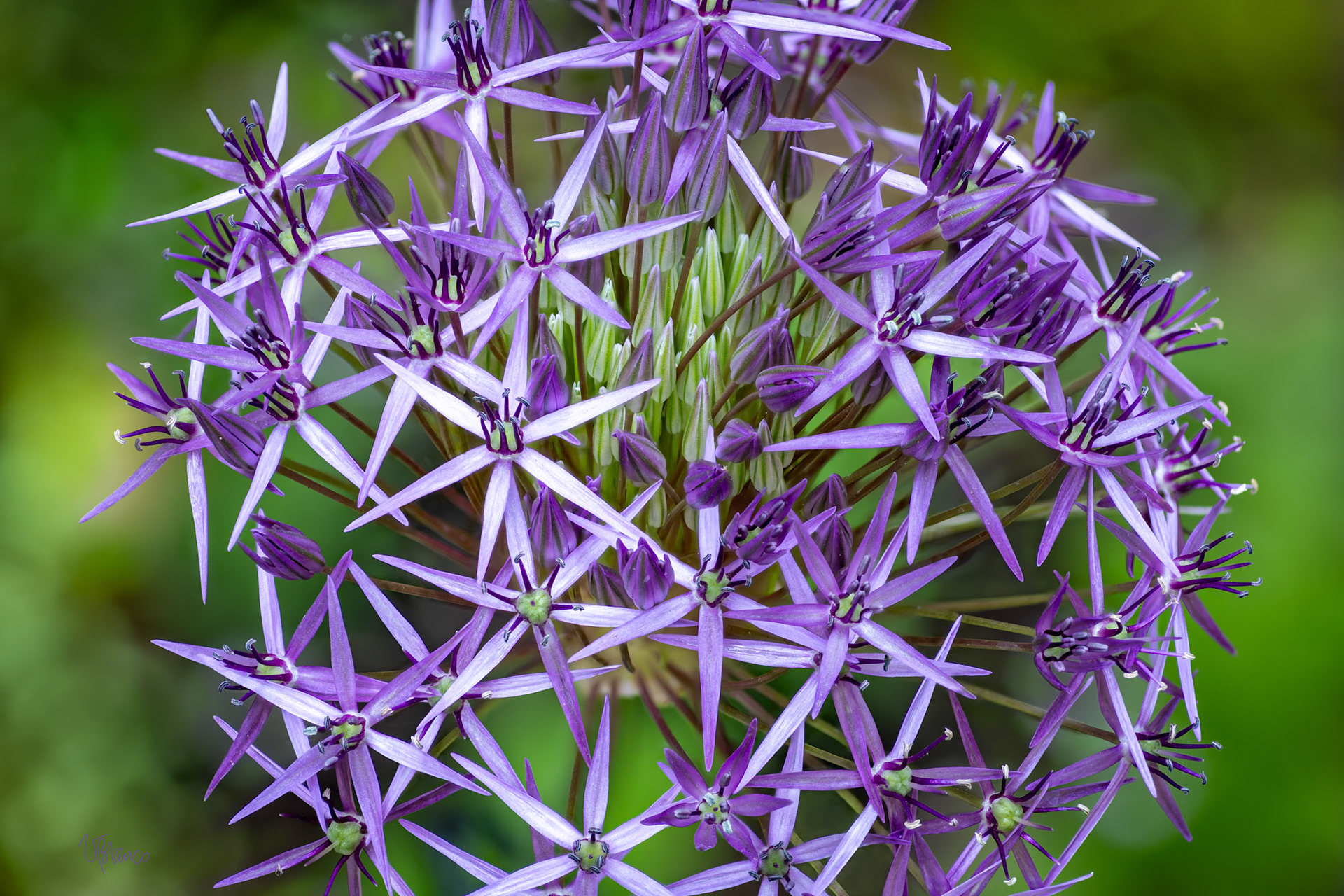 Star of Persia (Allium christophii)