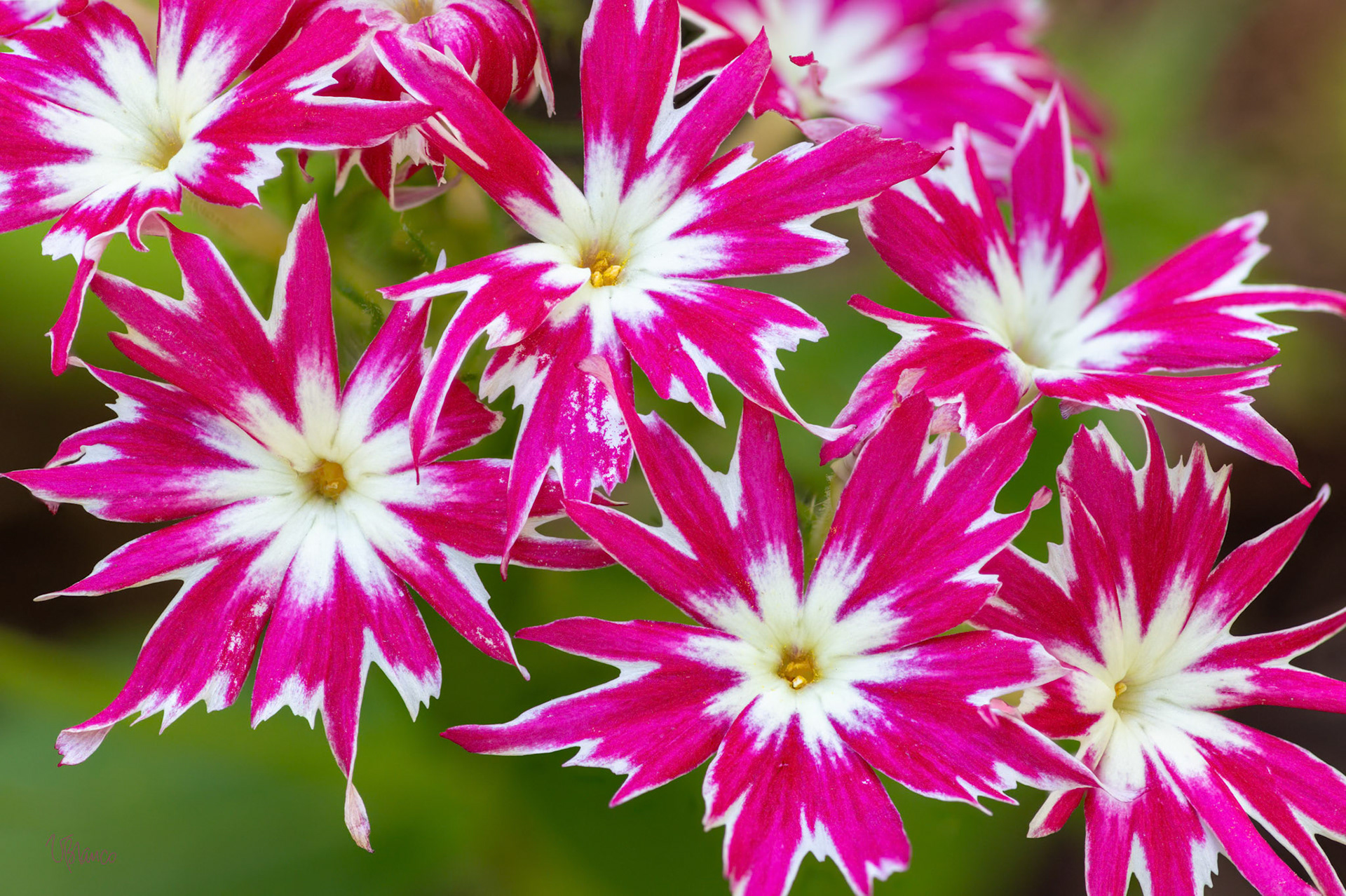 Phlox "Popstars" Fireworks