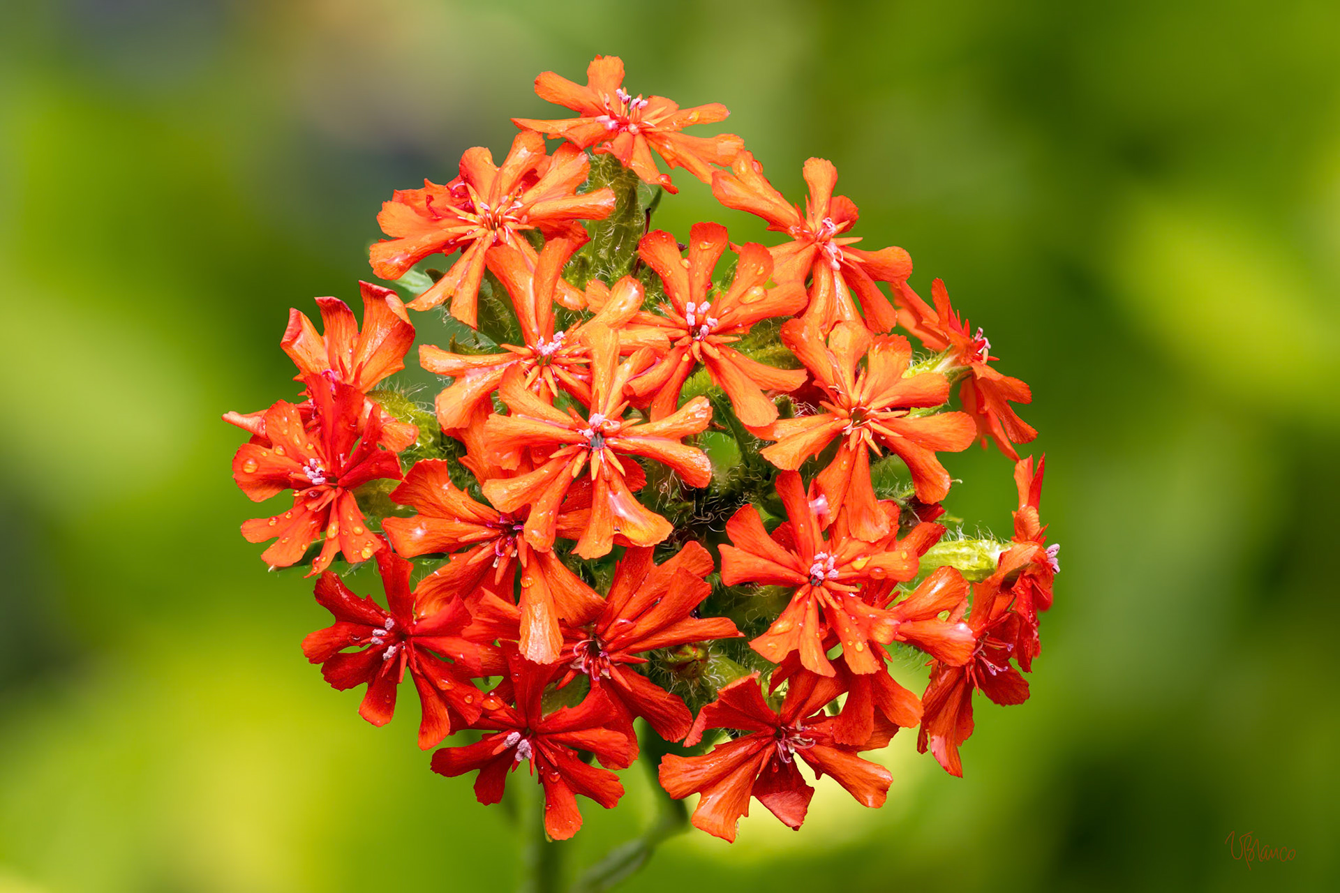 Maltese Cross-ings