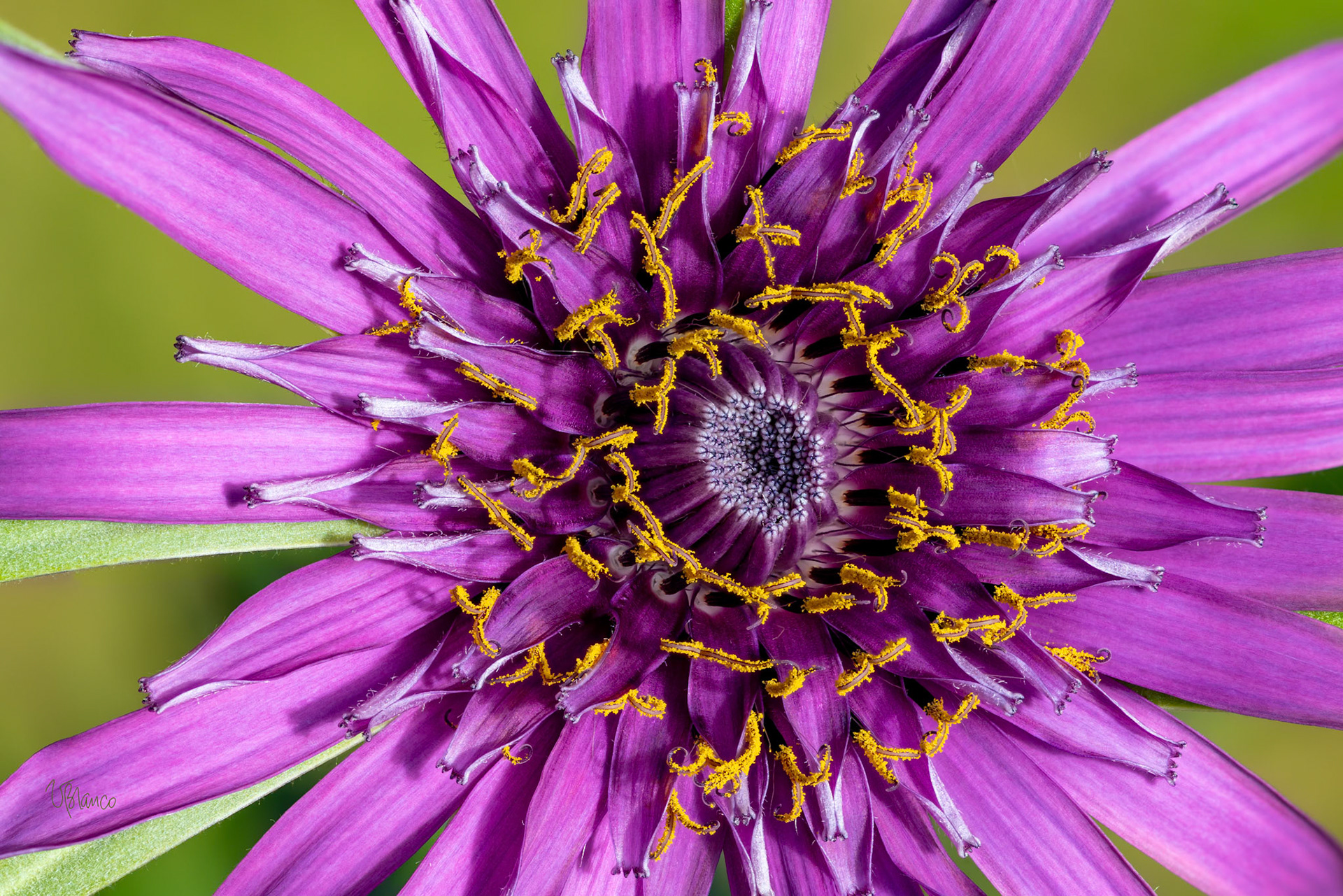 Salsify Fireworks
