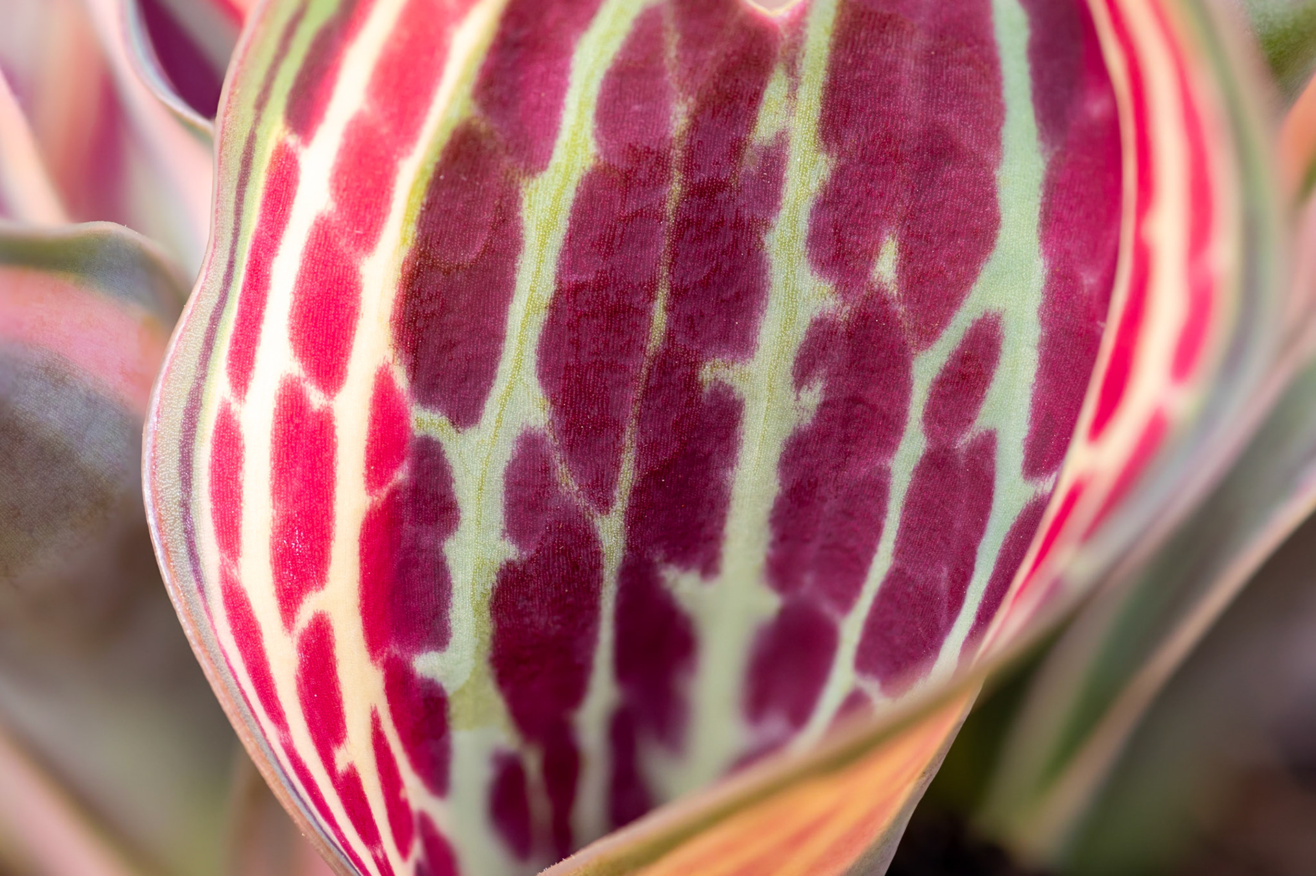Textures of Tulip "Fire of Love" Leaf