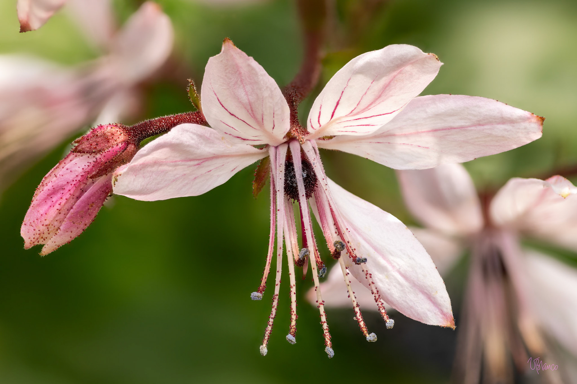 Dictamnus Blossom and Bud