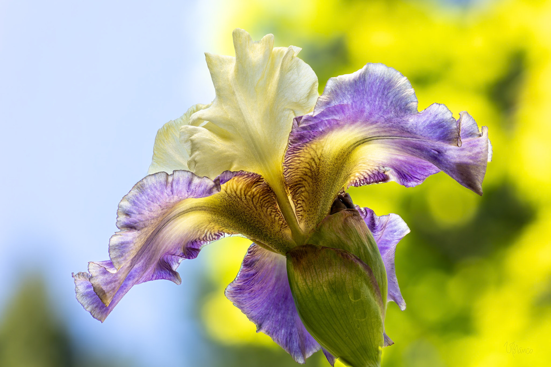 Soaring Bearded Iris
