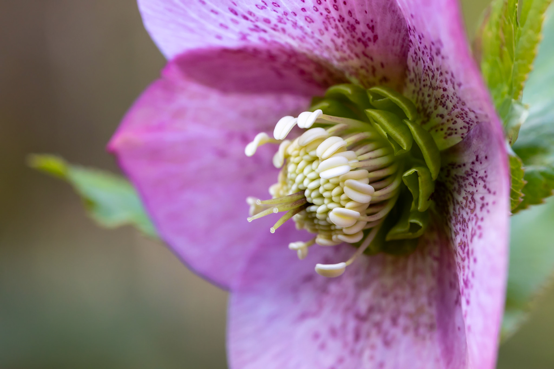 Up Close and Personal with a Pink Hellebore