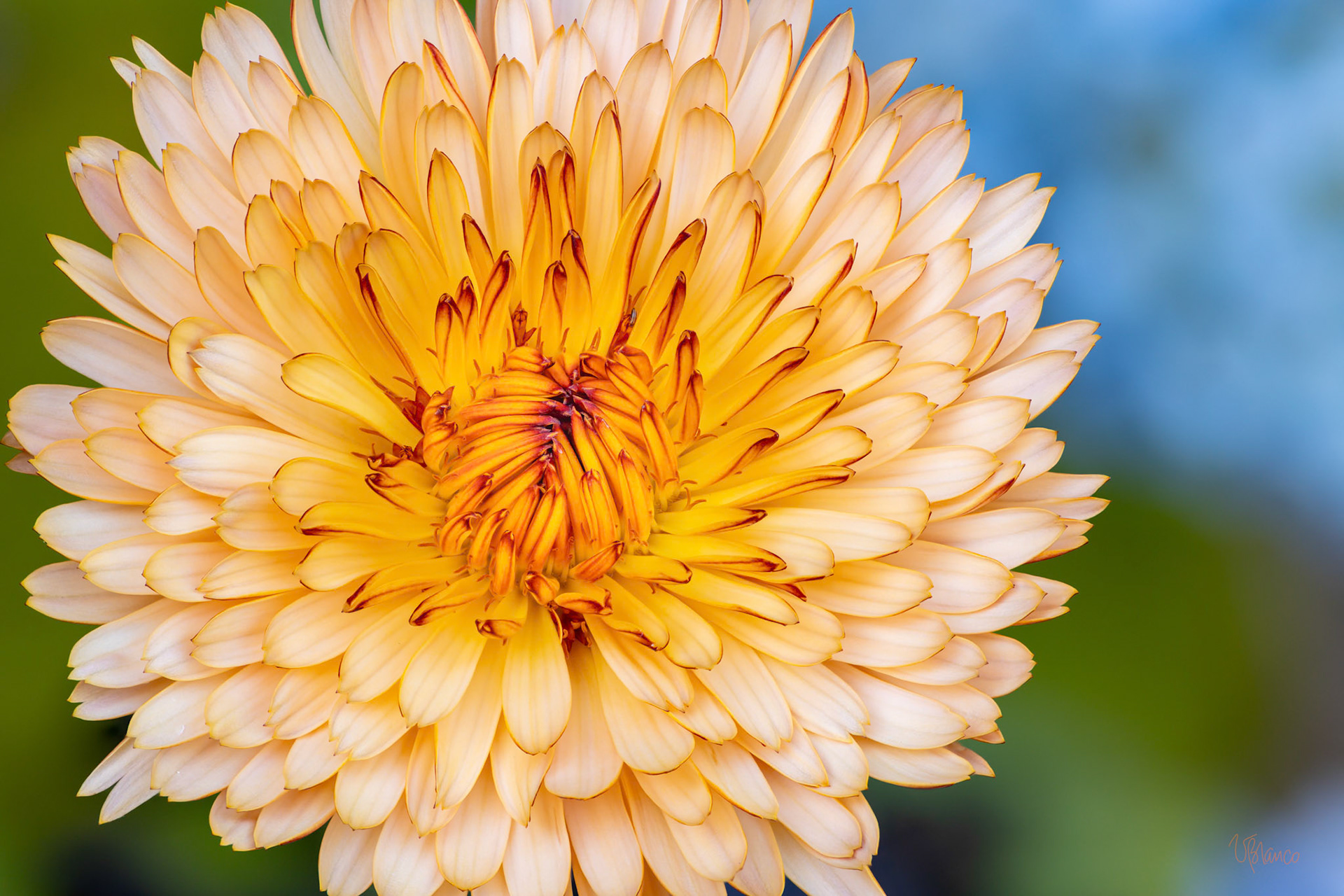 Calendula Caress