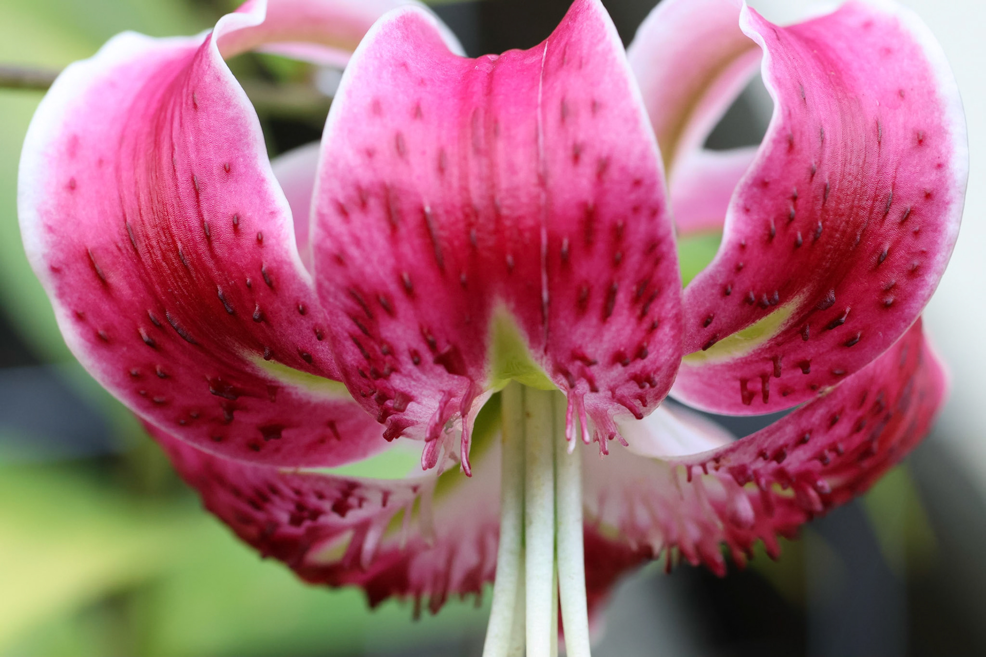 Lilium speciosum var. rubrum