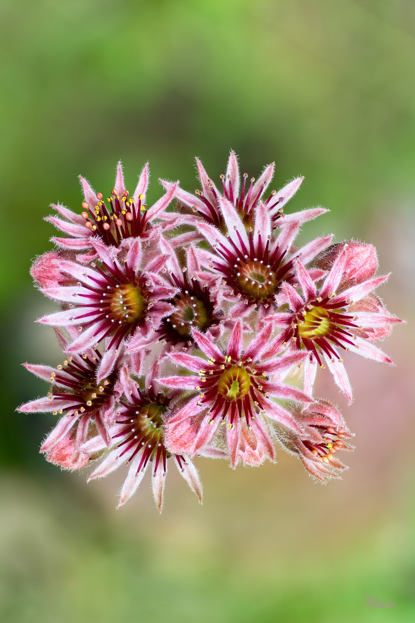 Sempervivum Celebration