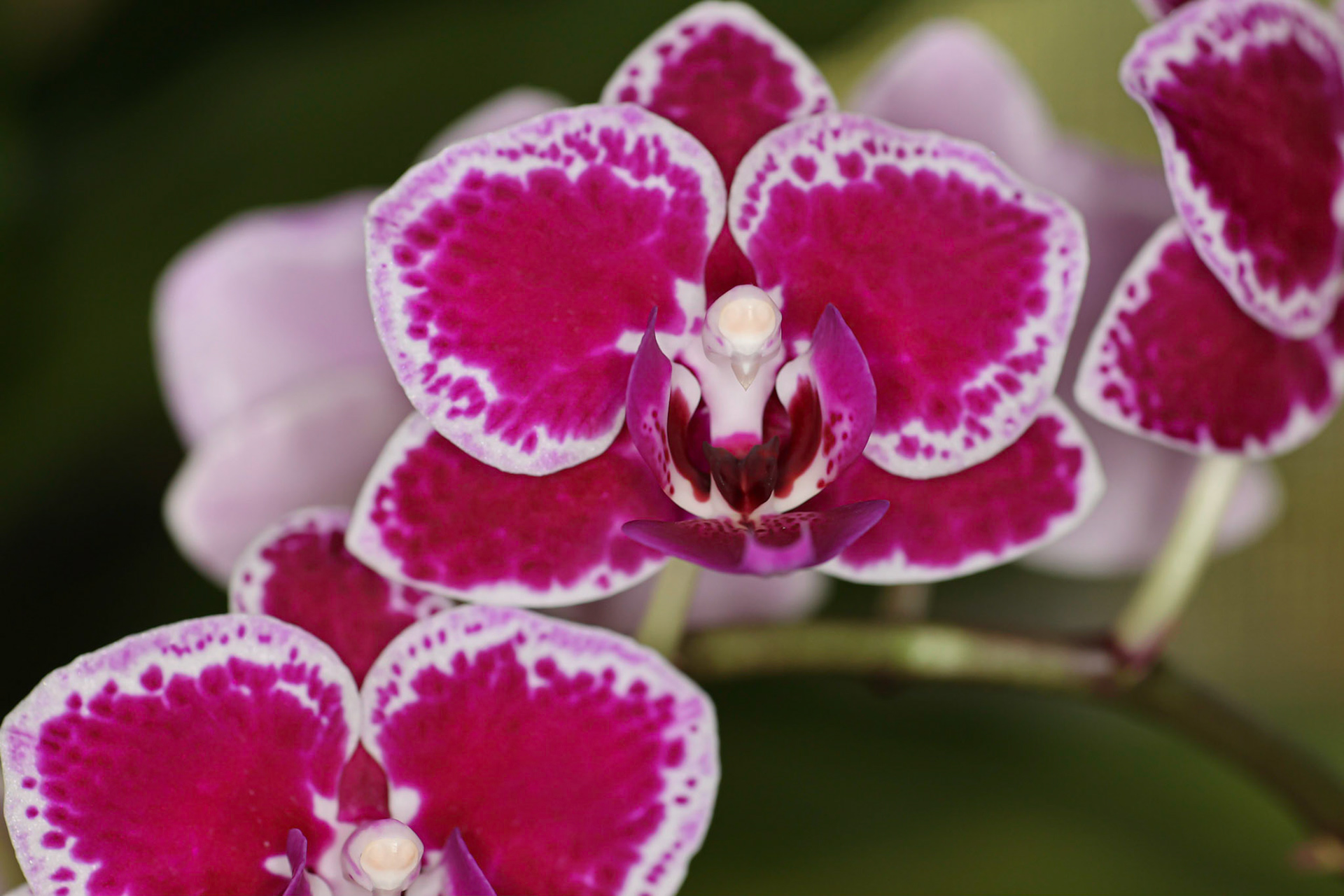 Phalaenopsis orchid cluster