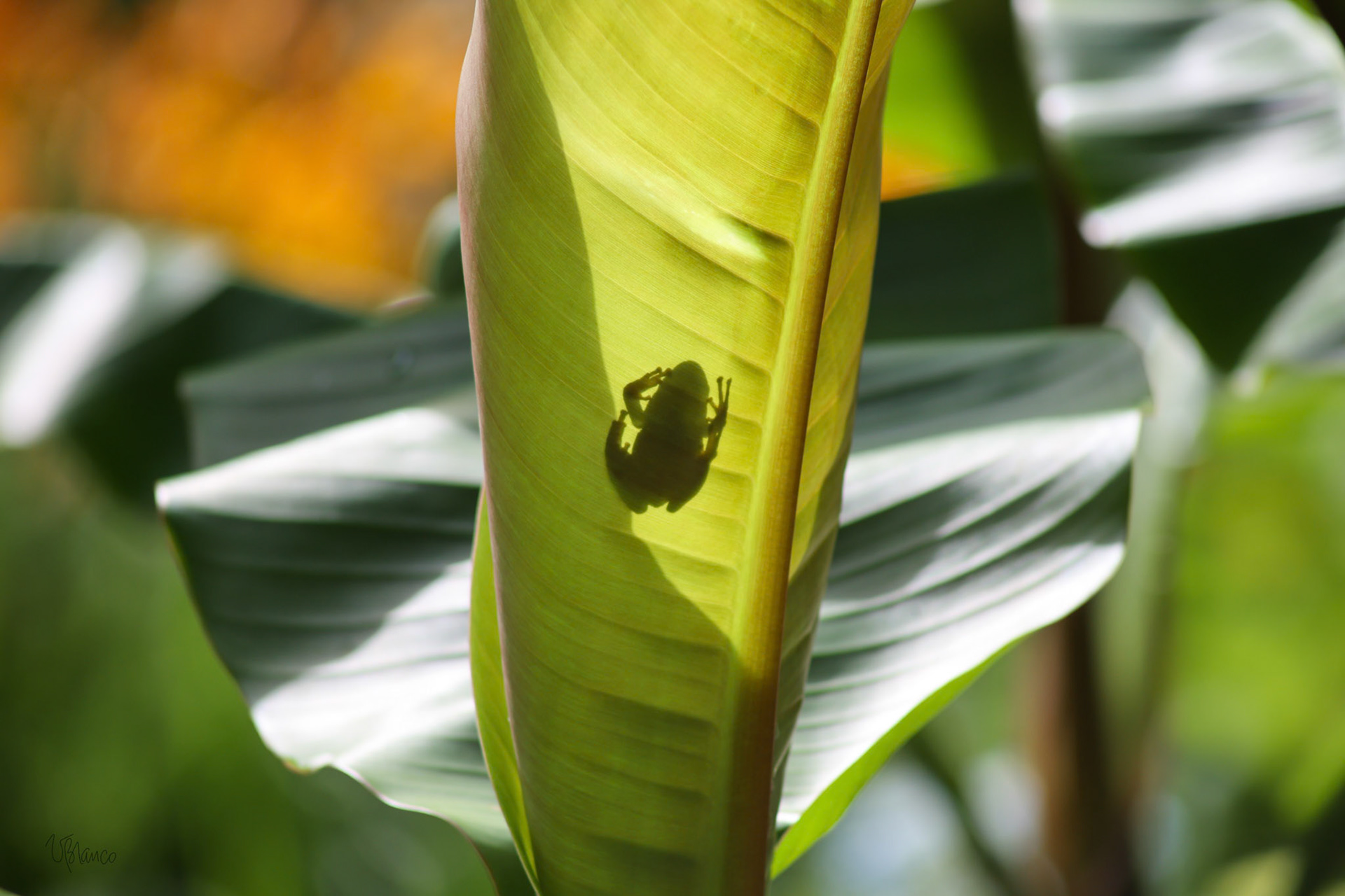 Tree frog on banana leaf