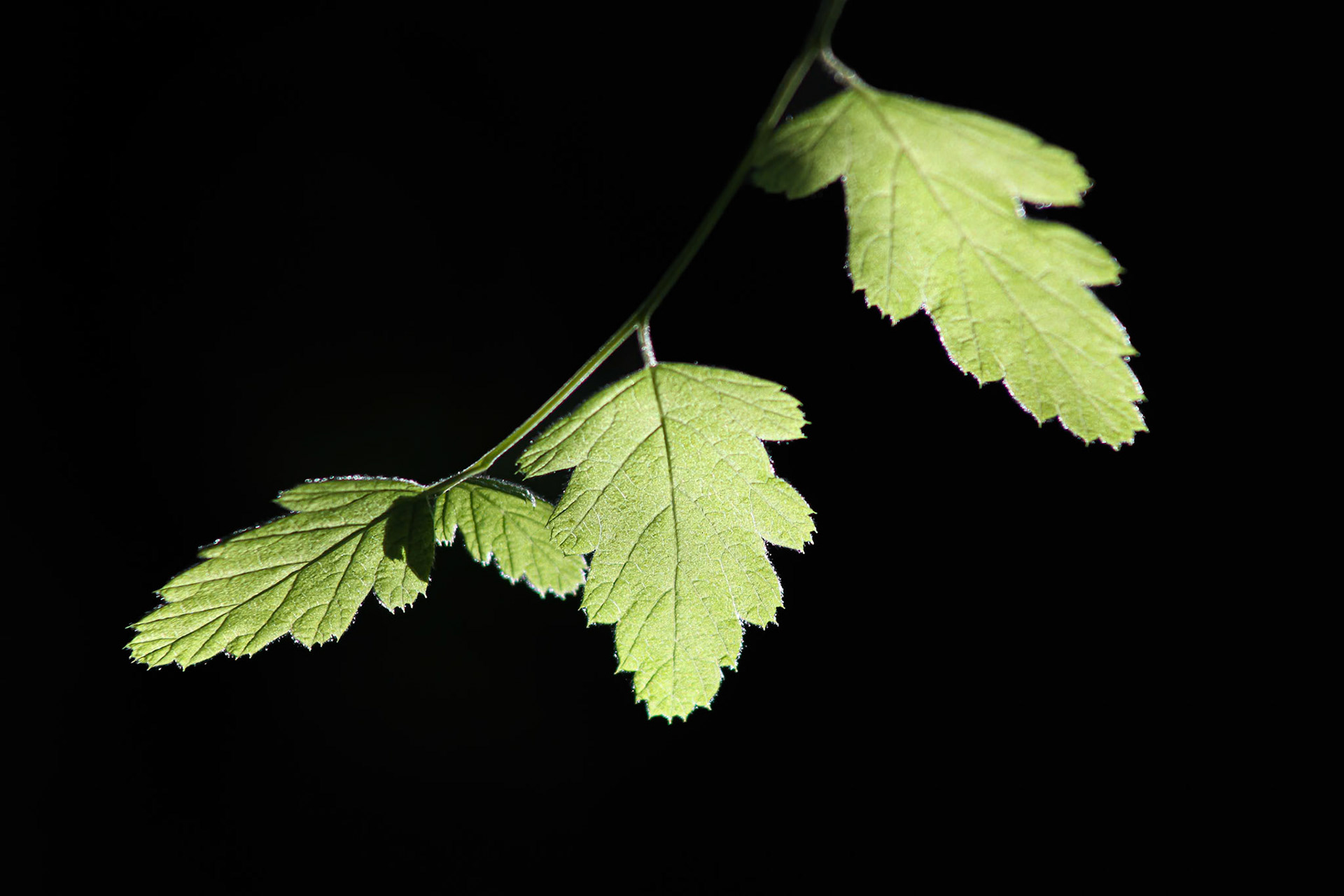 Ocean Spray leaves