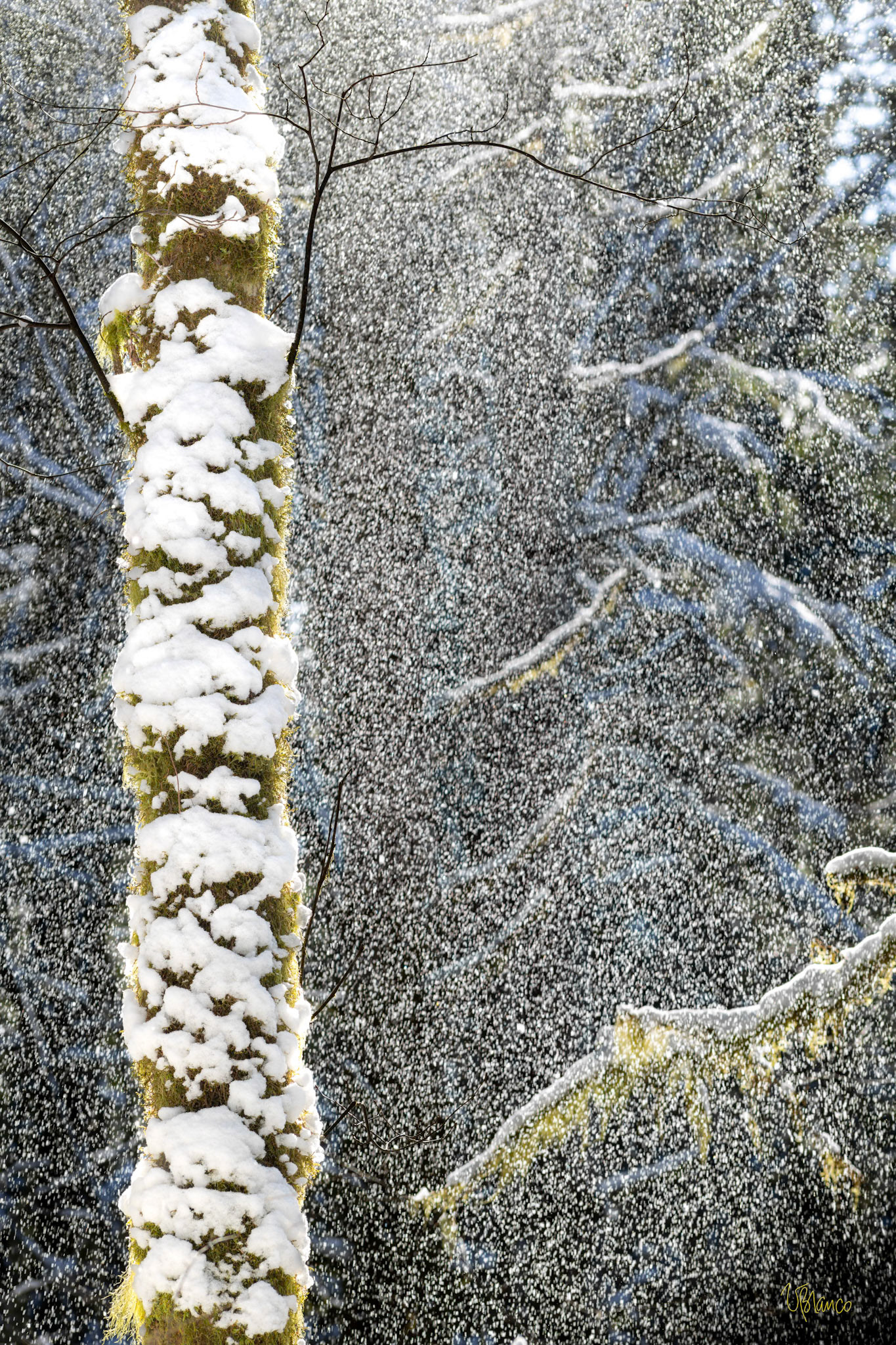 Snow burst in the wind