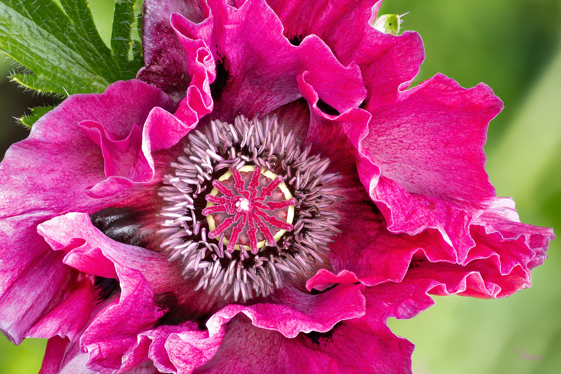 Poppy Cancan Dancer