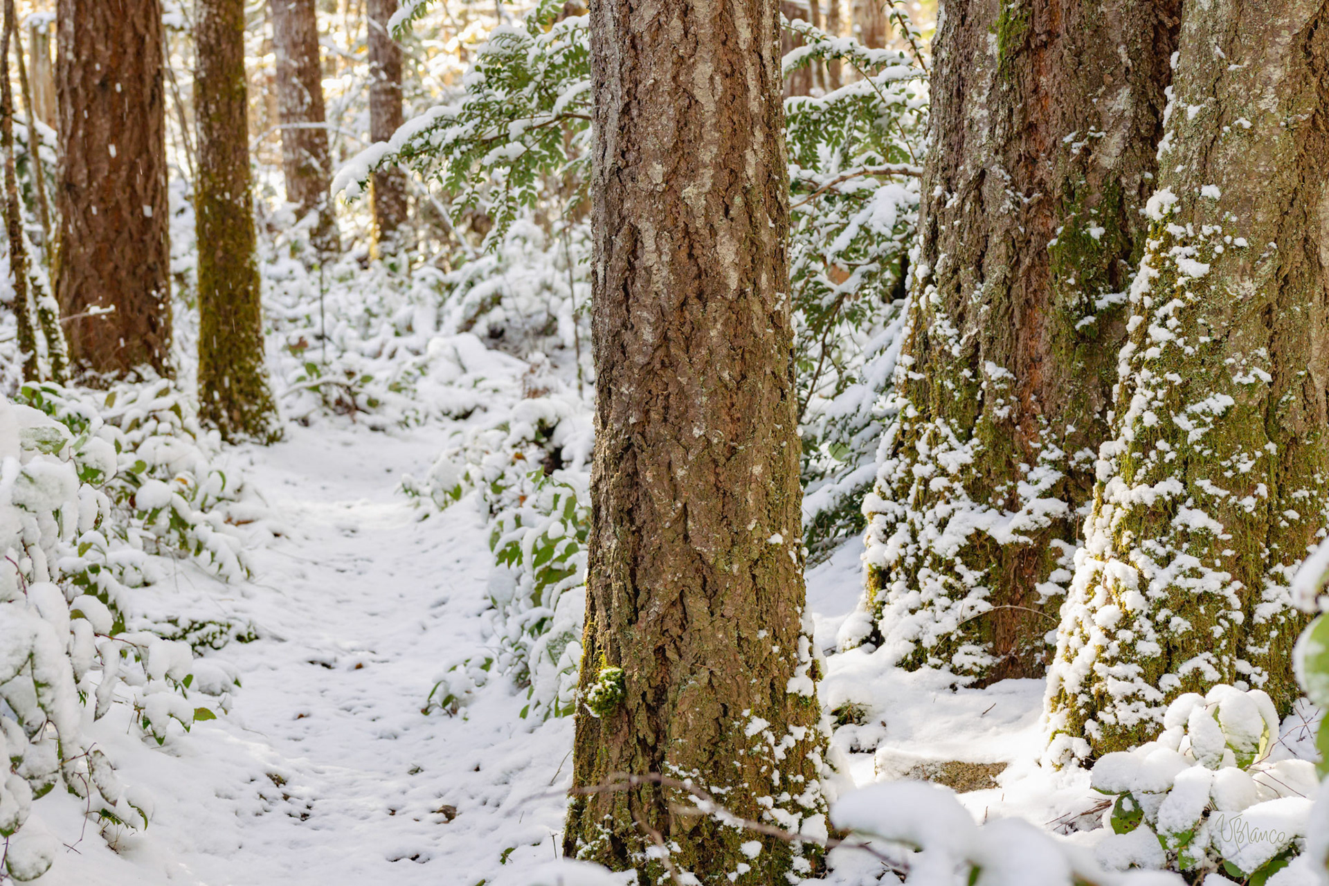 Snowy forest trail
