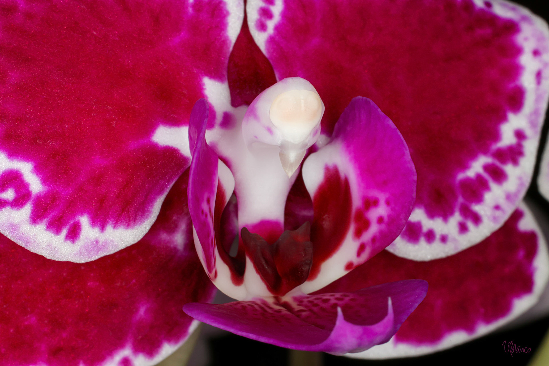 Phalaenopsis orchid bird