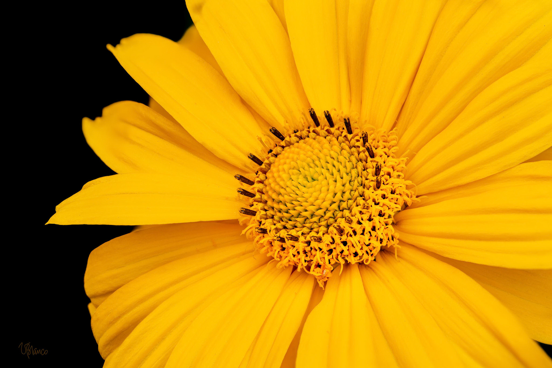 Heliopsis Sunbeams