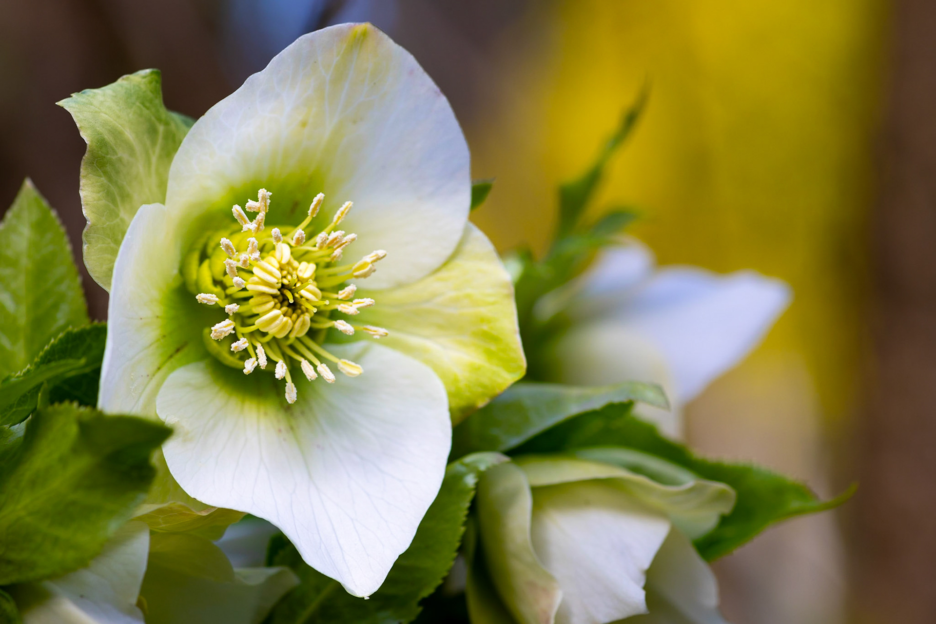 White hellebore