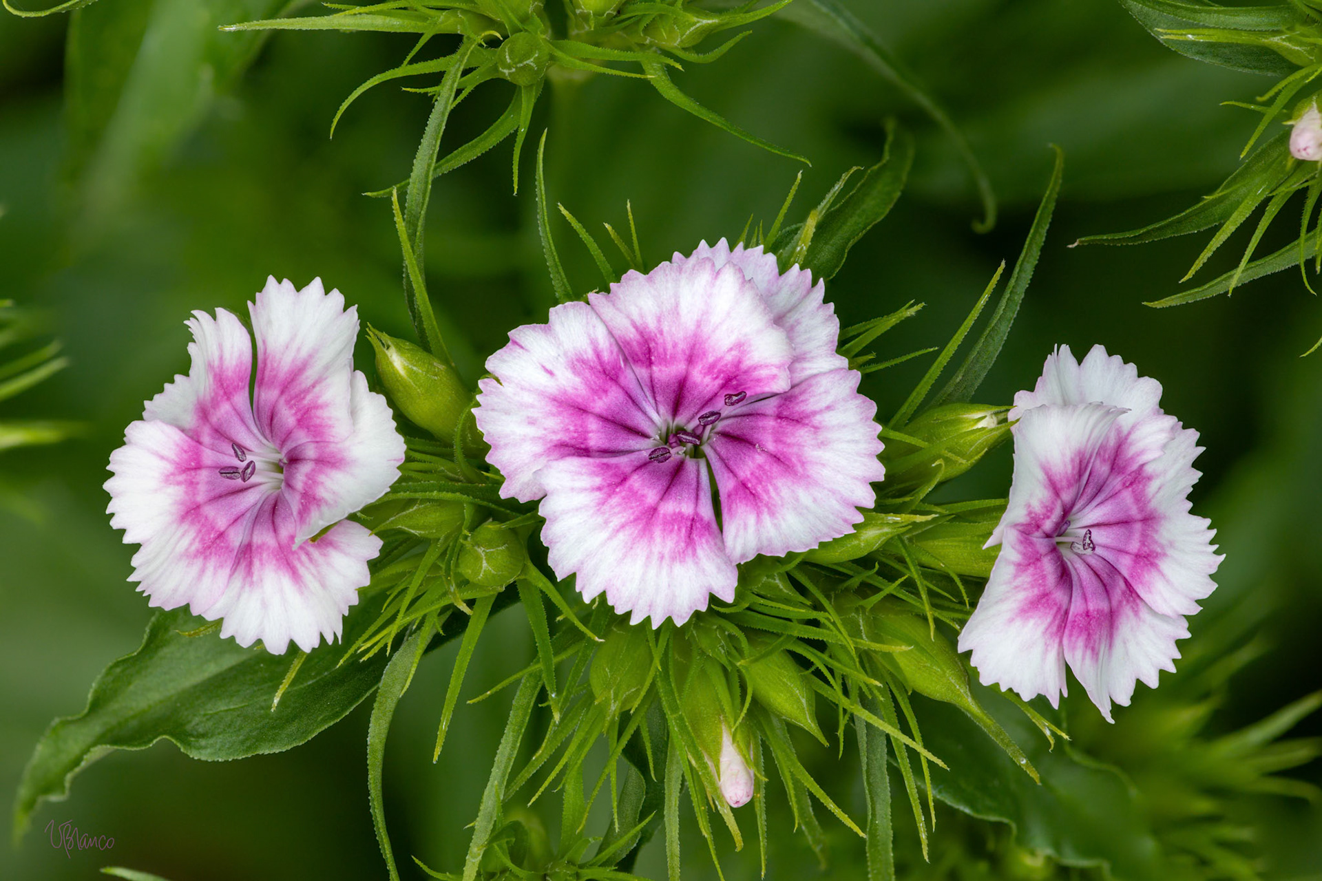 Pale Pink Sweet William Trio
