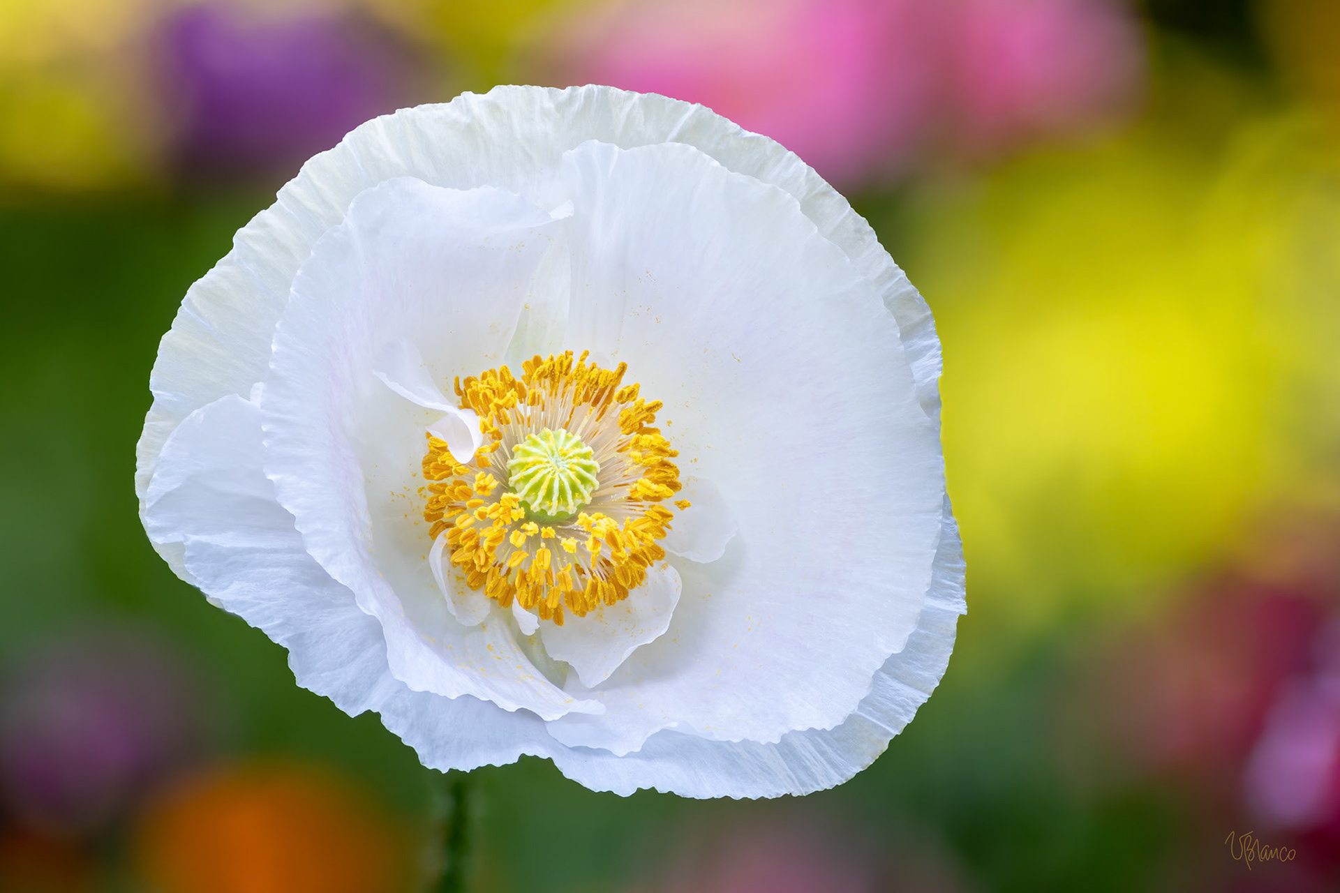 Beacon of Light in a Sea of Color