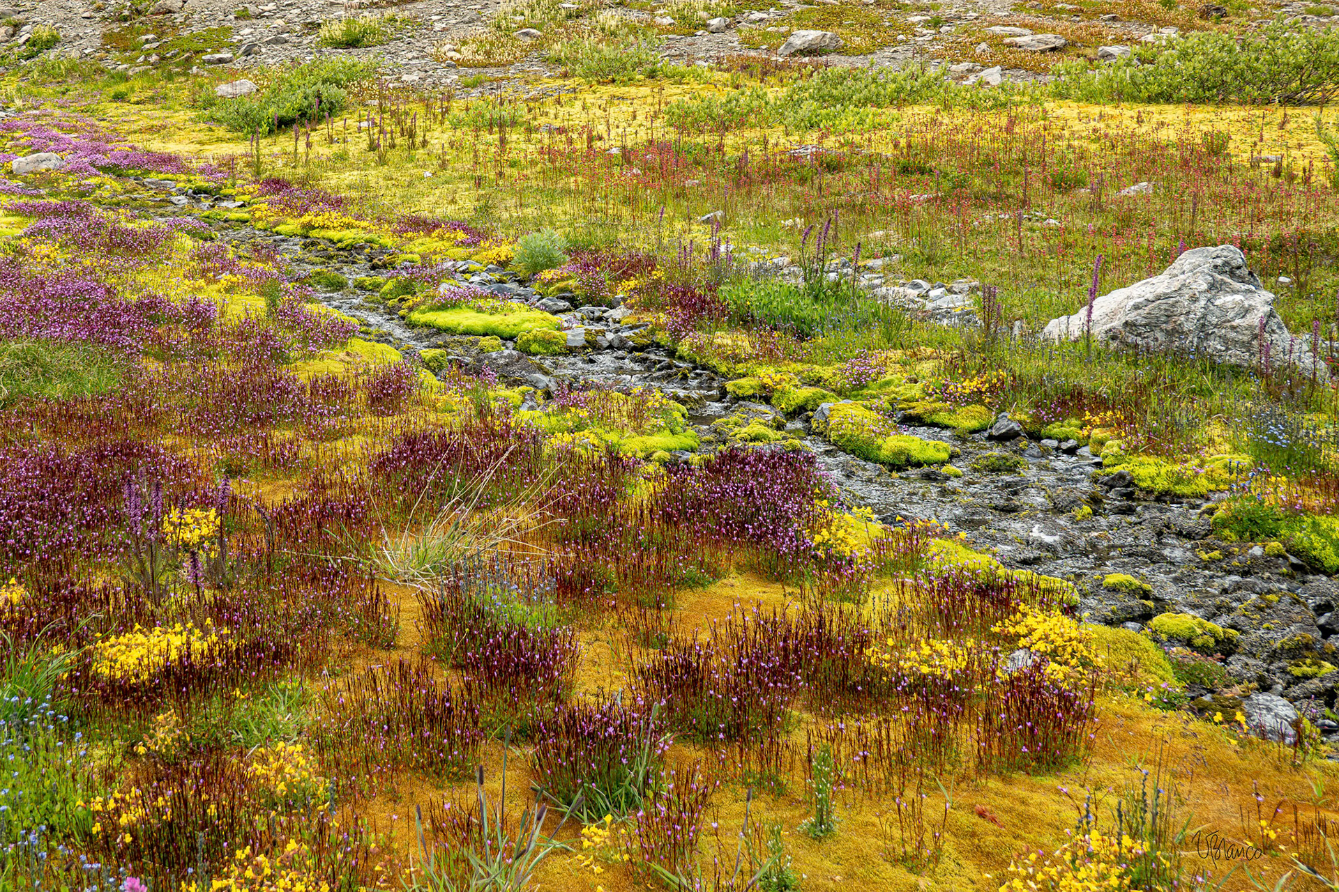 ...On the Way to Gray Wolf Pass