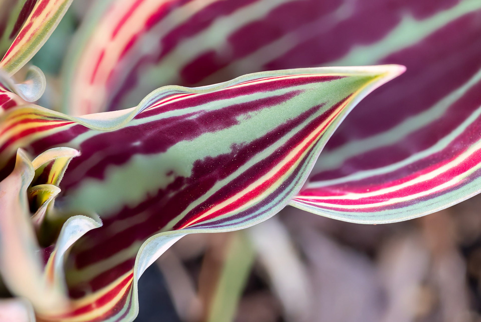 Dreaming with Tulip "Fire of Love"