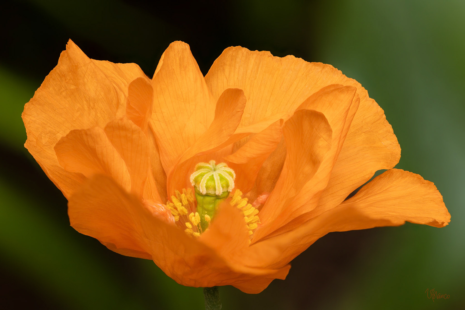 A Burst of Poppy "Double Tangerine Gem"
