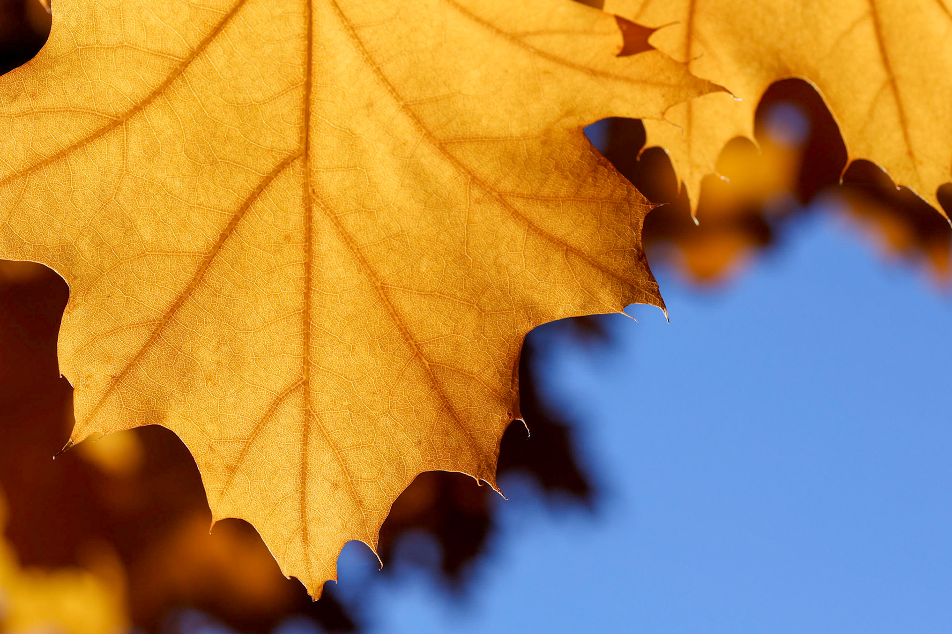 River tributaries or oak leaf?