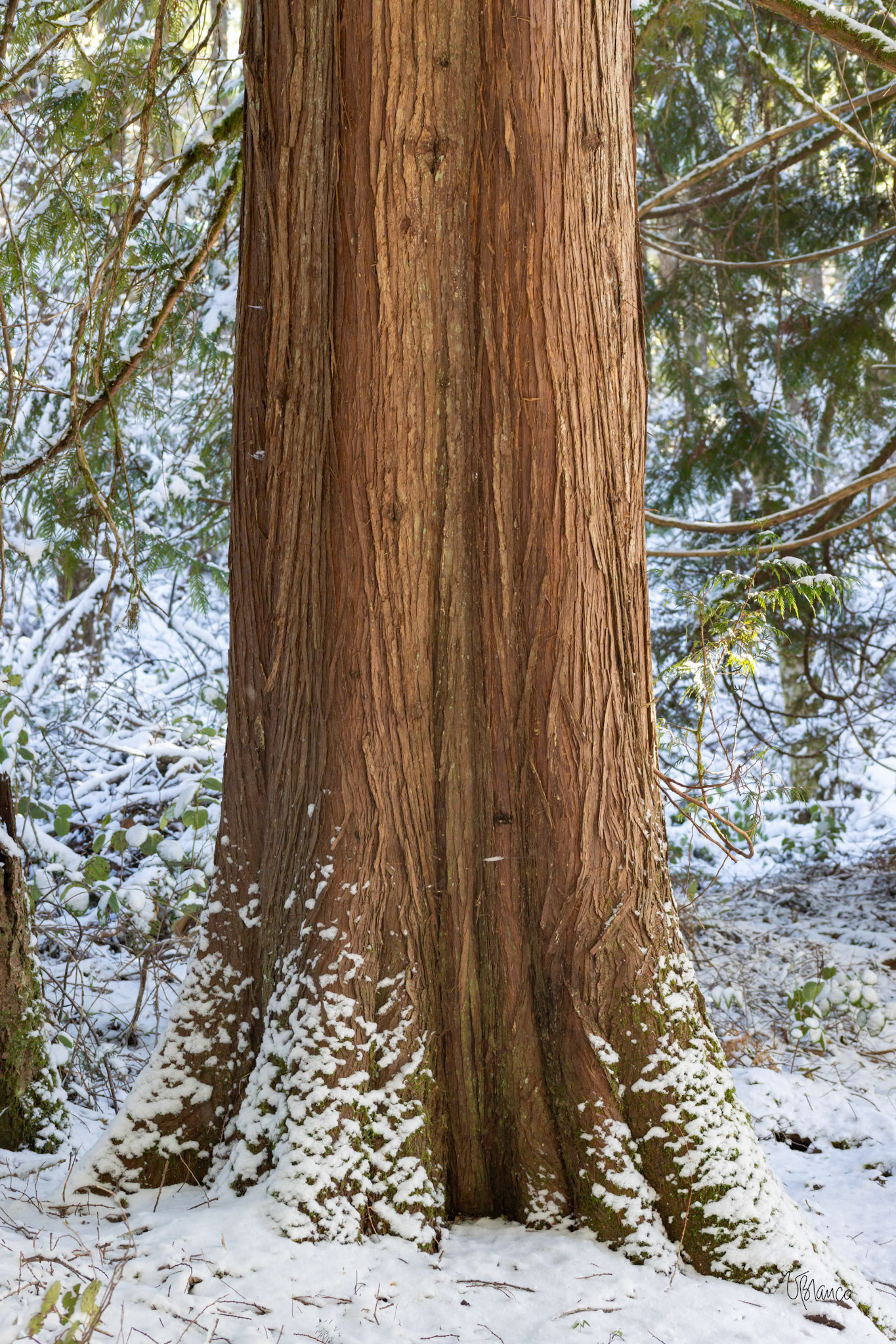 Western Red-cedar in winter