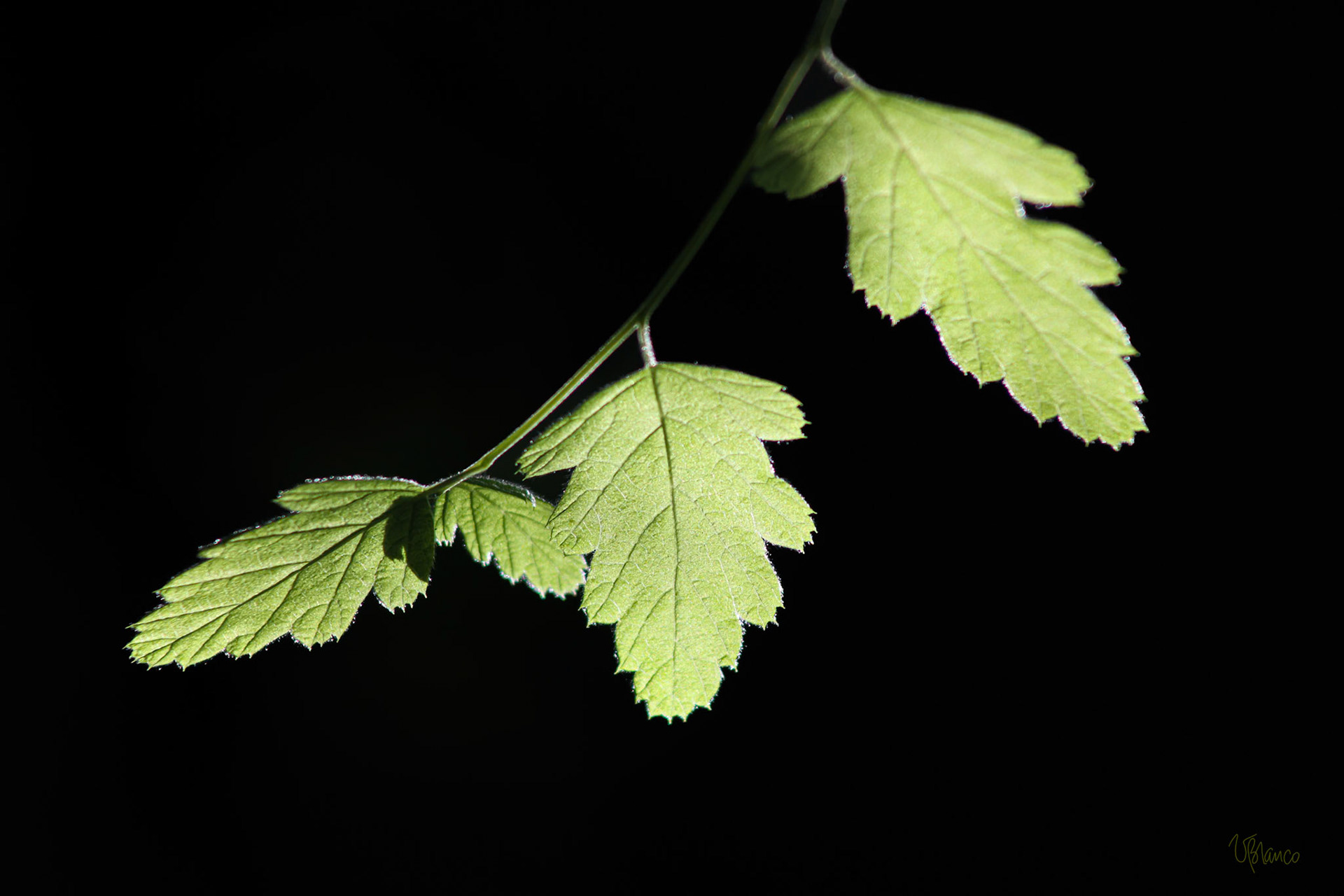 Ocean Spray leaves