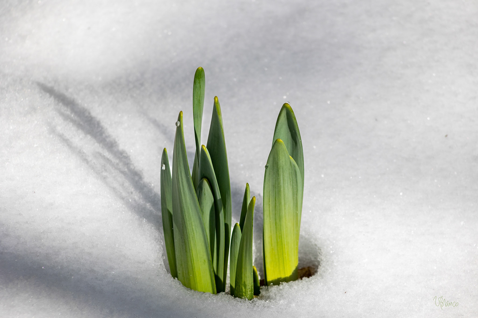 Emerging daffodil in the snow