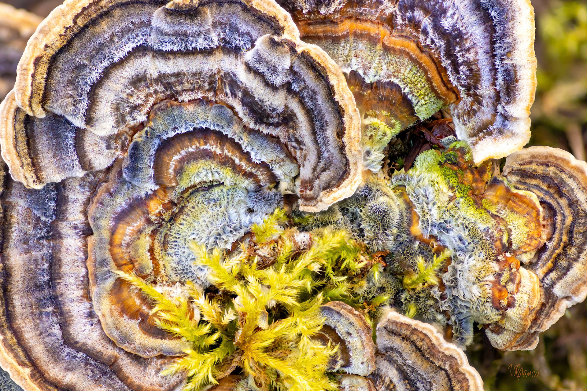 The colors of Trametes versicolor