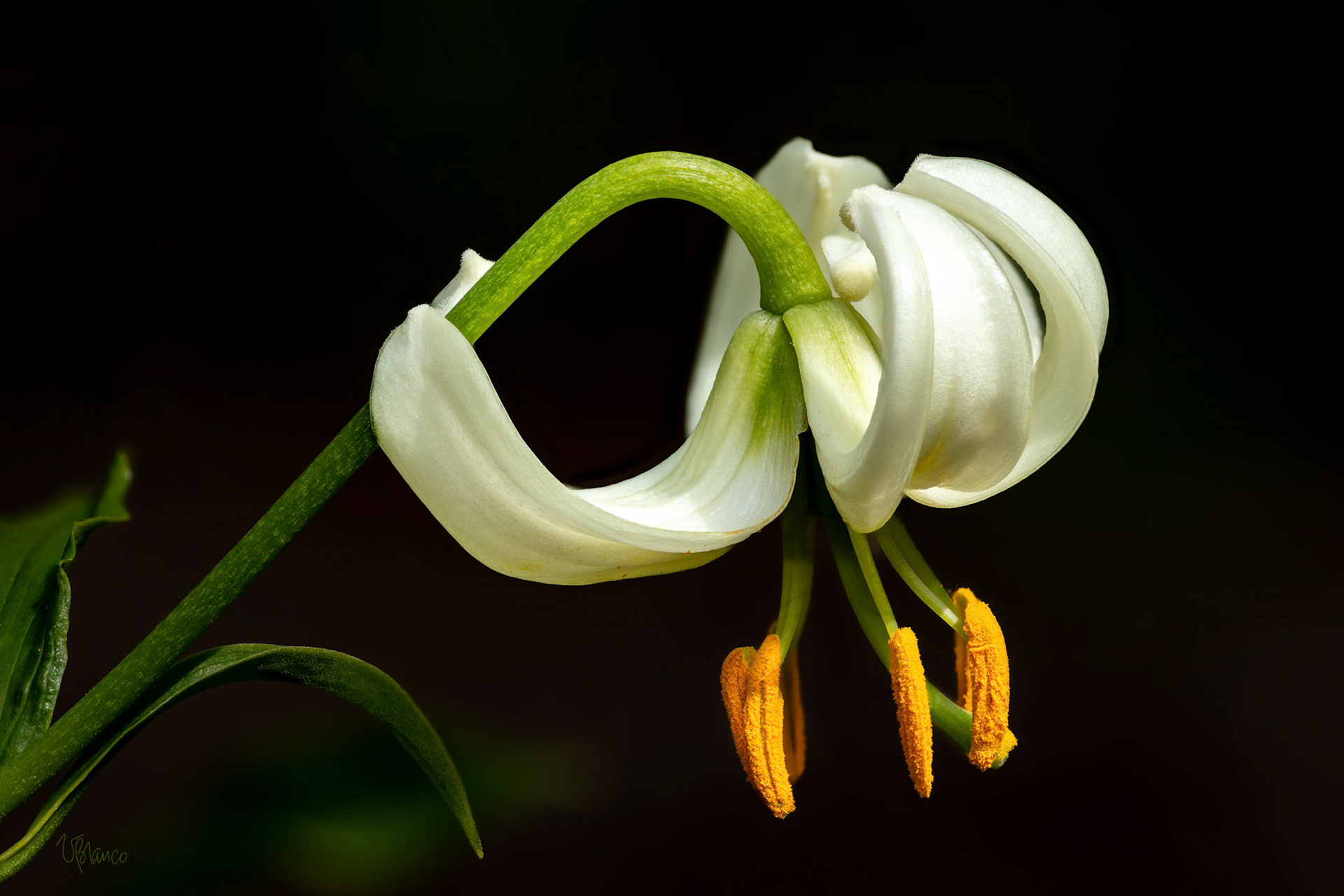 Martagon Lily Ballerina