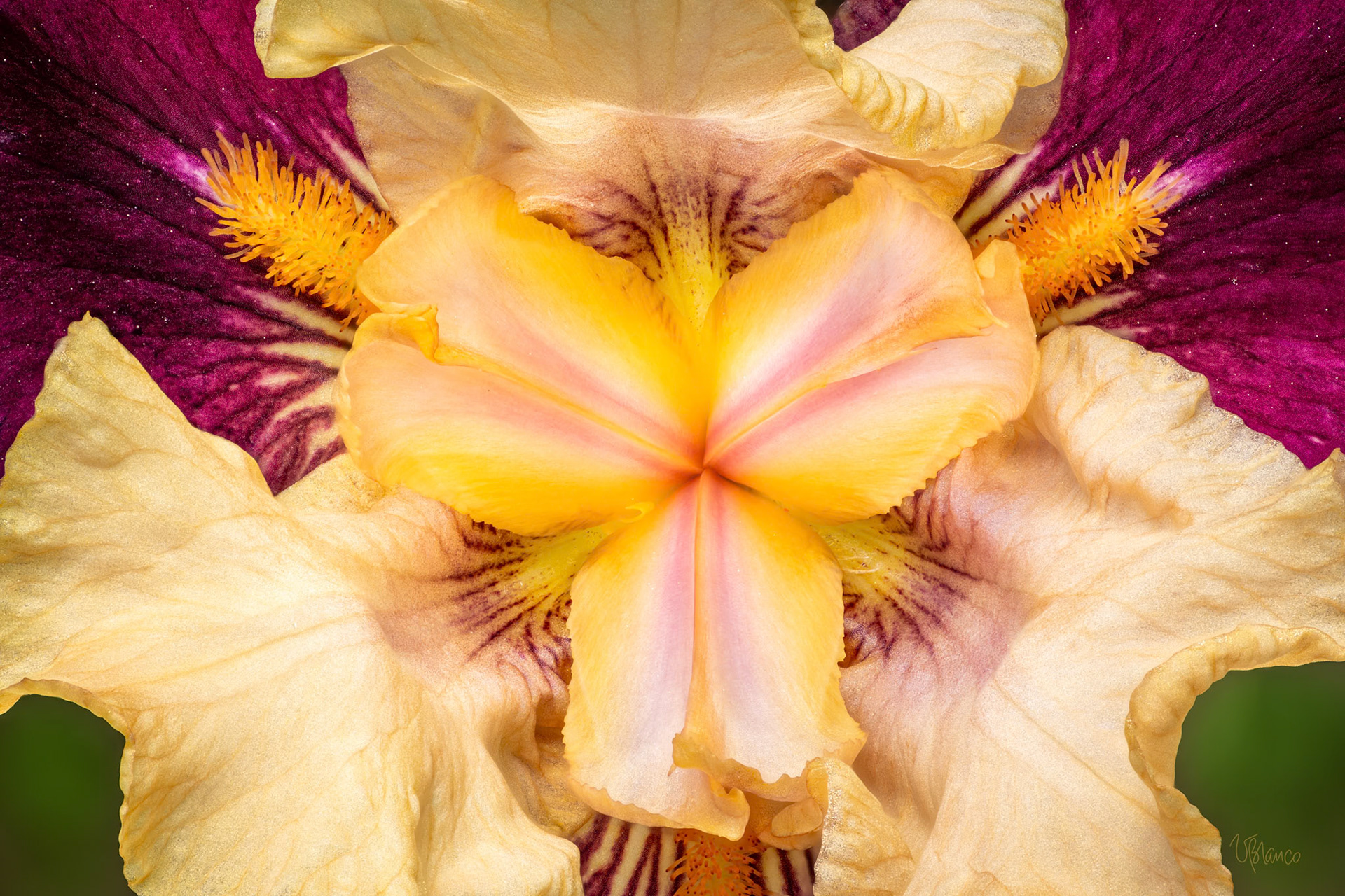 The Unfurling of the Bearded Iris