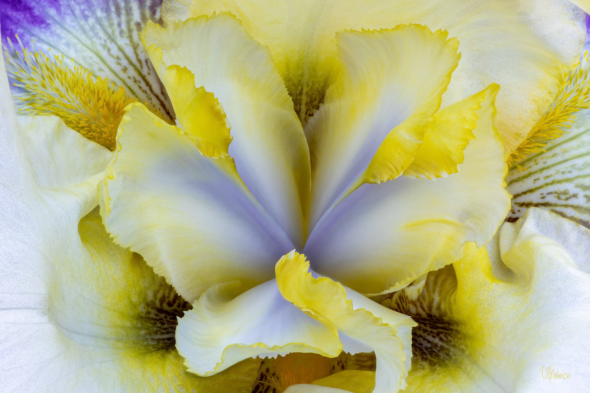 The Private World of a Bearded Iris